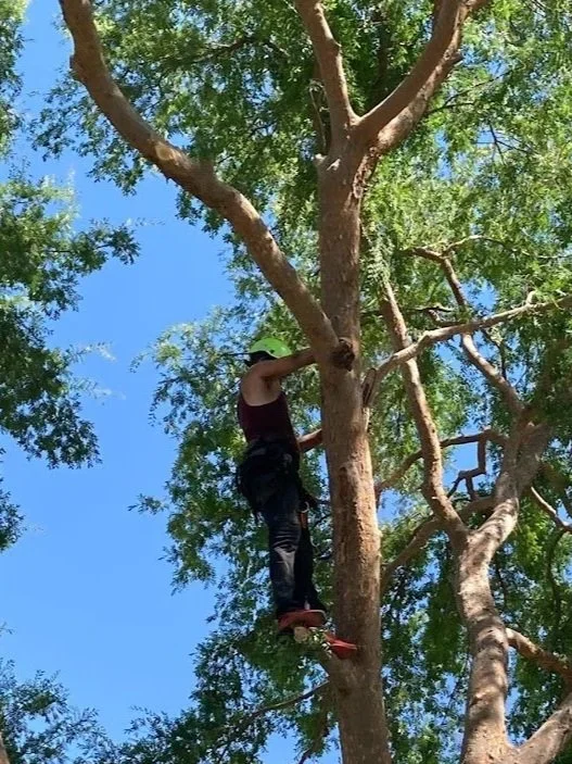 Tree Toppers Expert Tree Trimming gallery 3