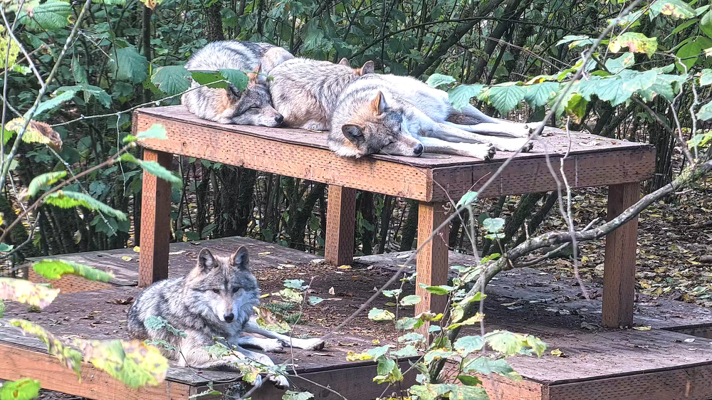 Surveillance Where No Man Treads - A Unique Solution for Wolf Haven International