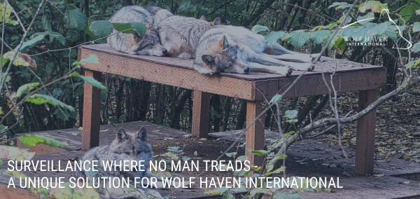 Wolf Haven - Case Study Image.png