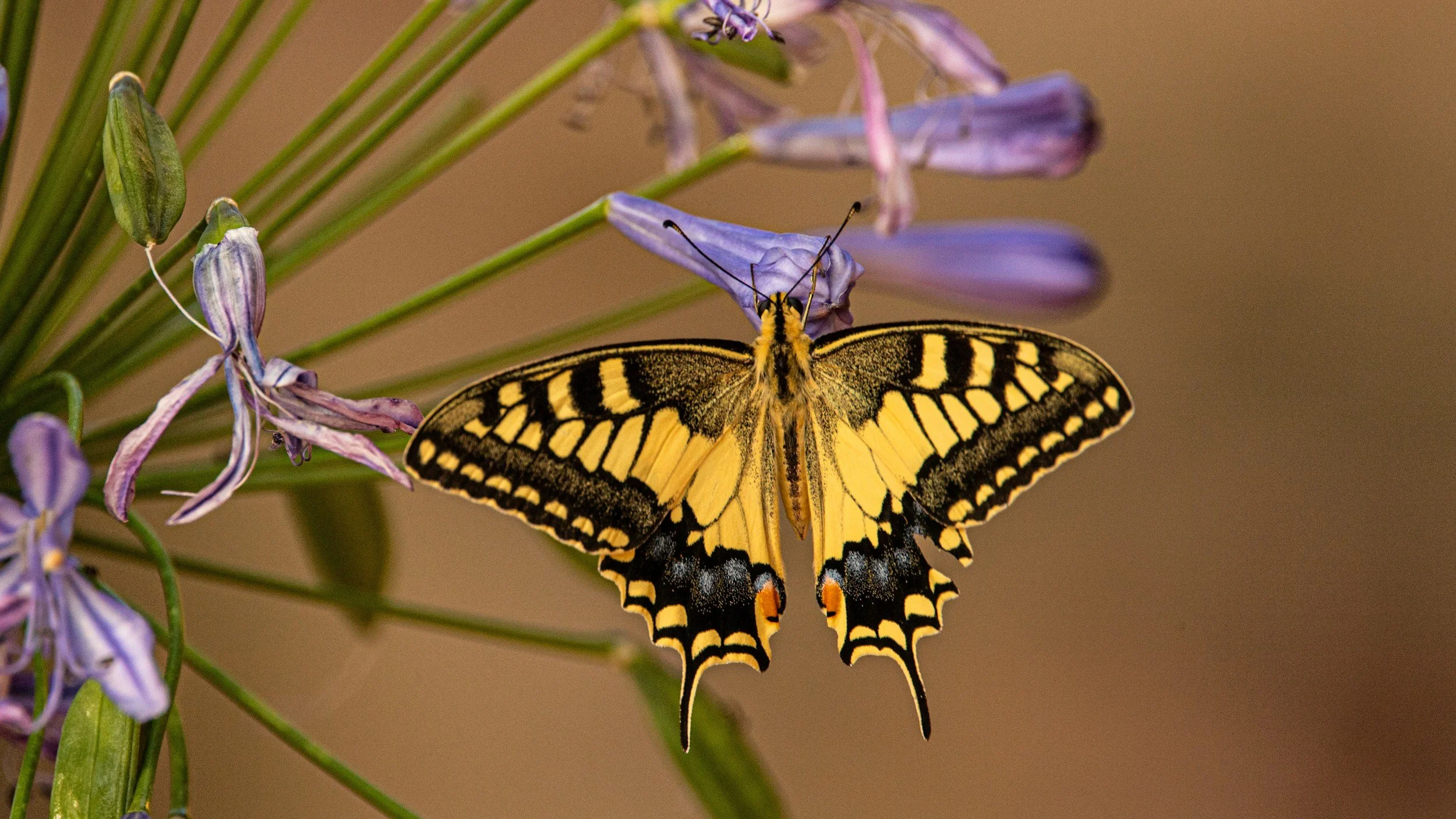 A yellow and black butterfly perched on purple flowers with green buds and stems.