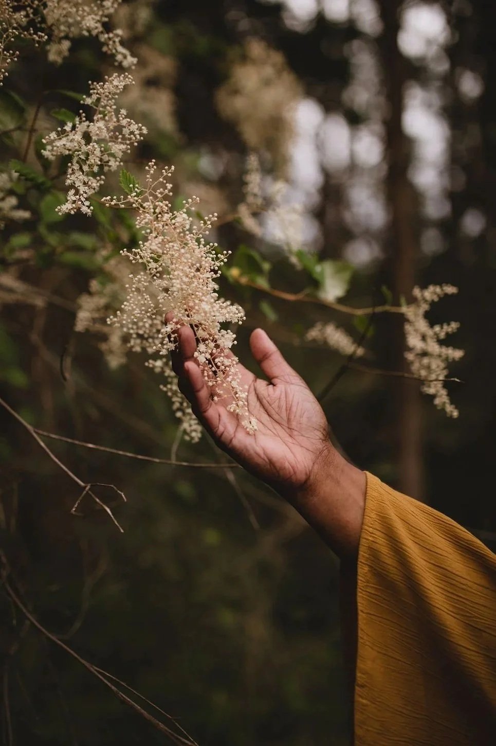 Person's hand holding a branch with small, white flowers in a natural outdoor setting.