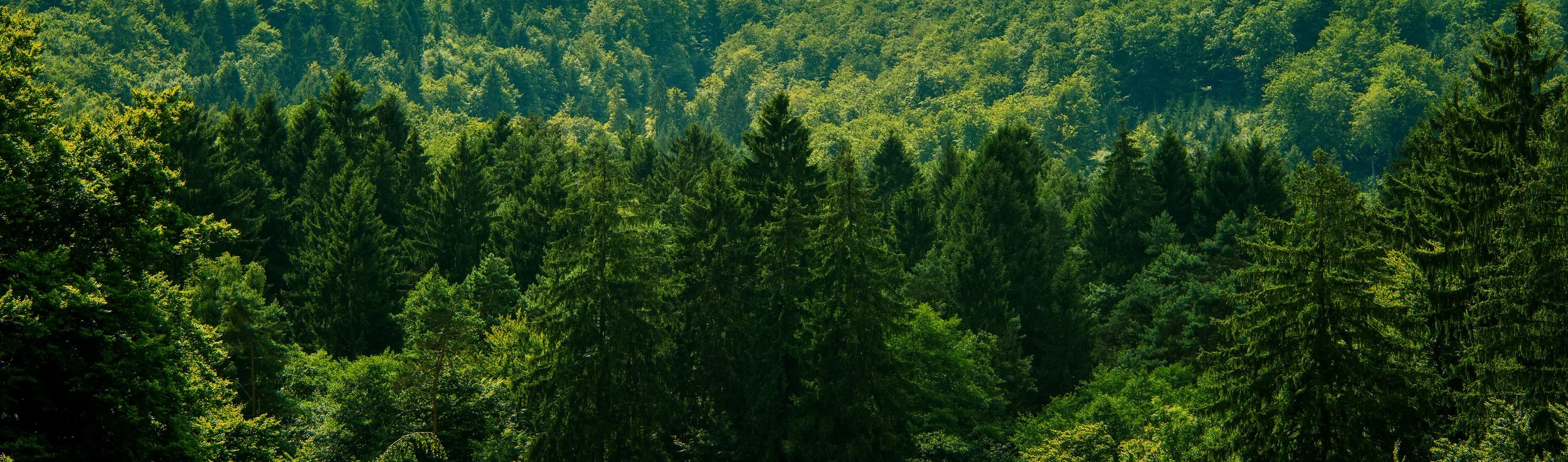AdobeStock_321723909.jpeg