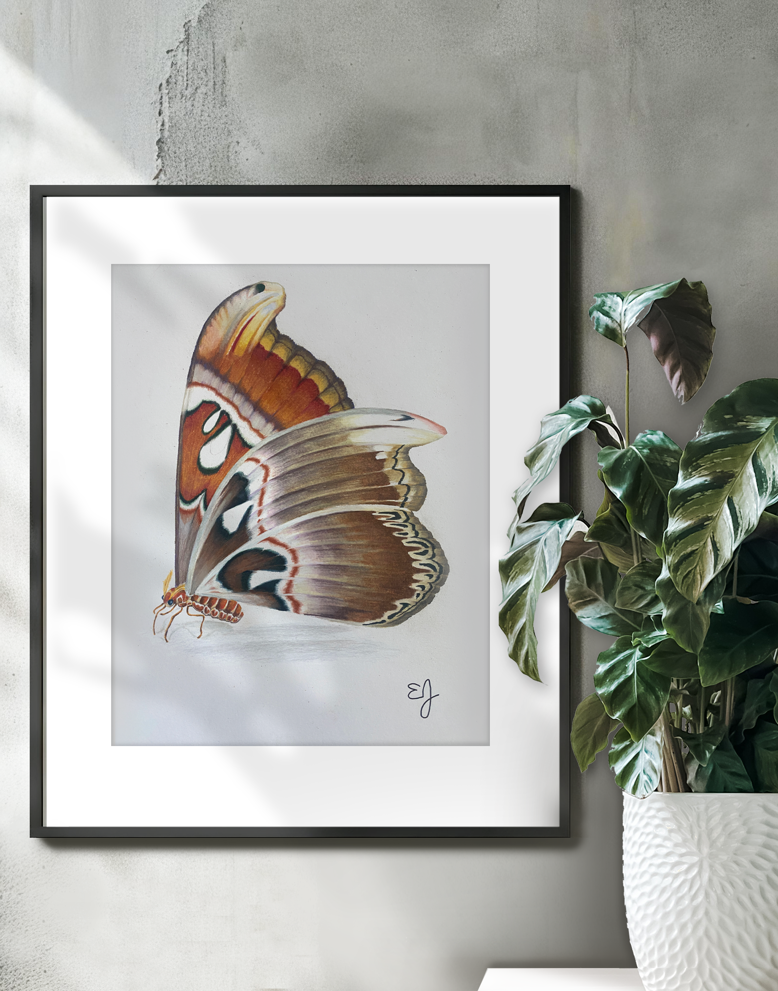 atlas moth on wall.png