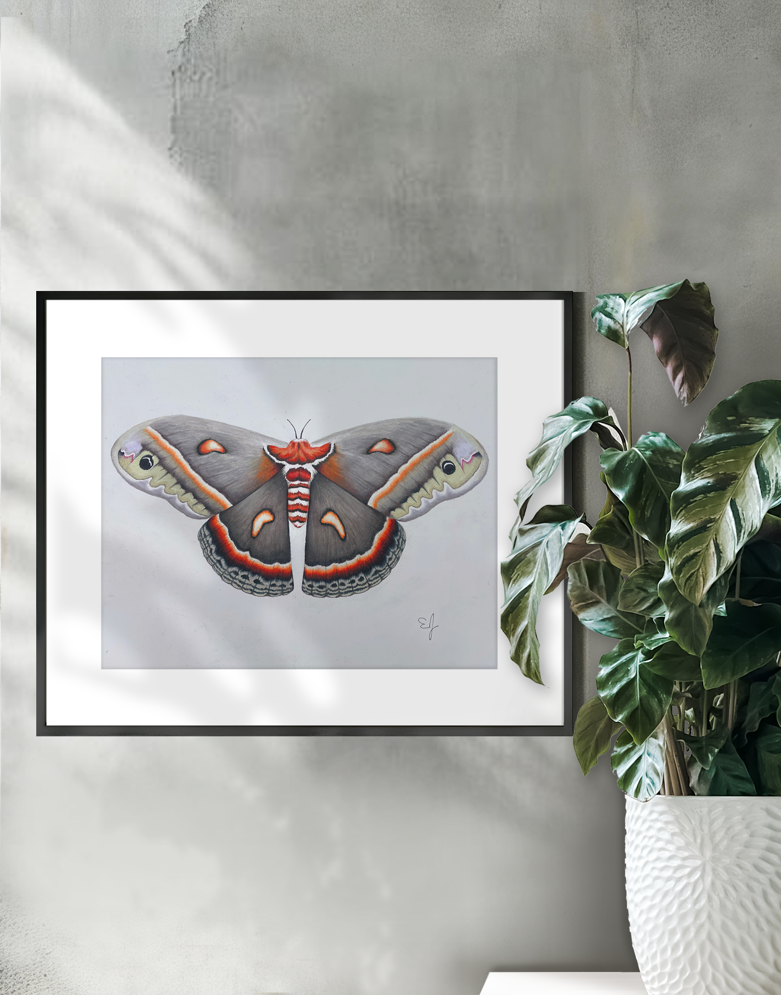 cercropia on wall.png