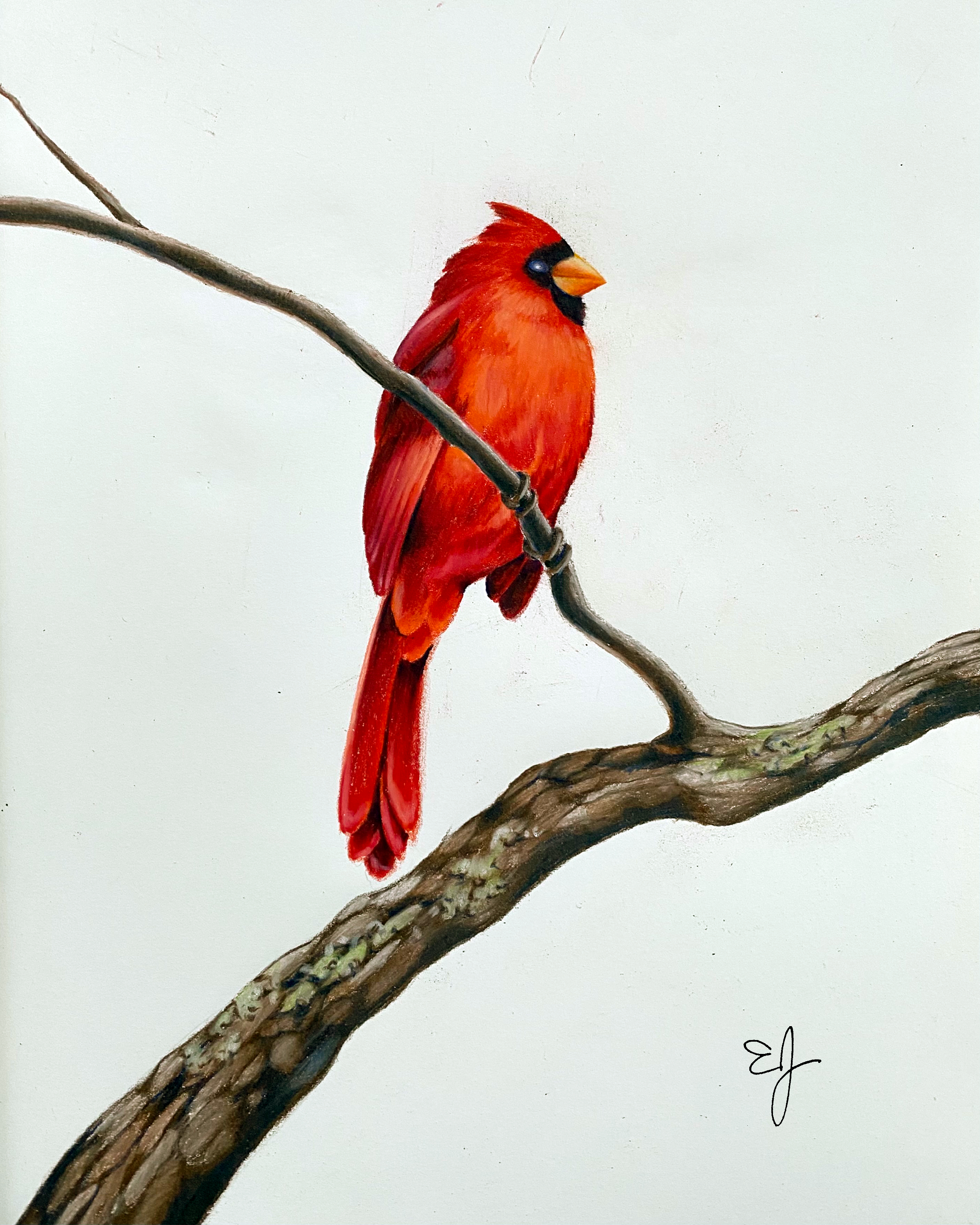 Cardinal - Print