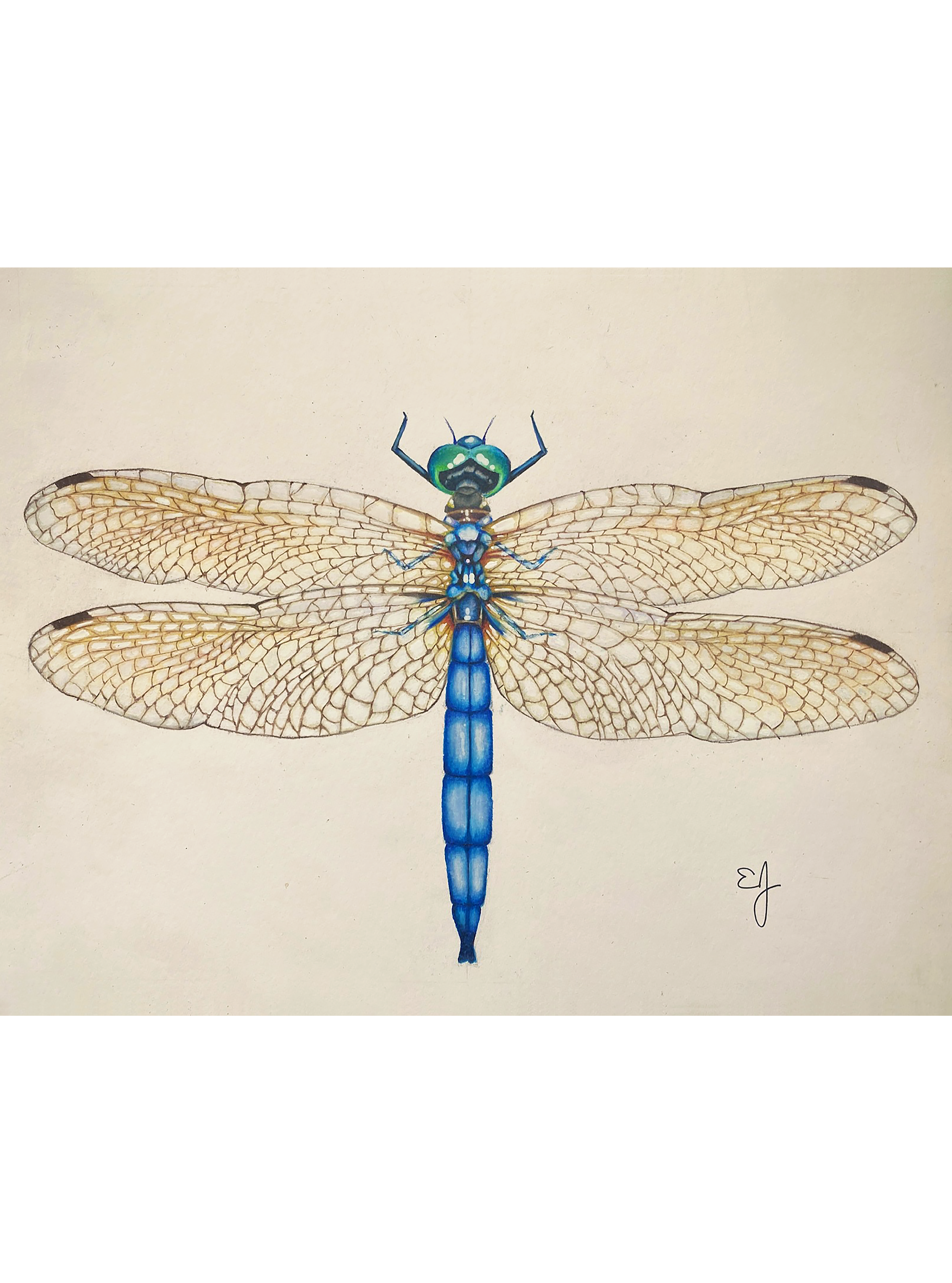 Blue Dragonfly - Print
