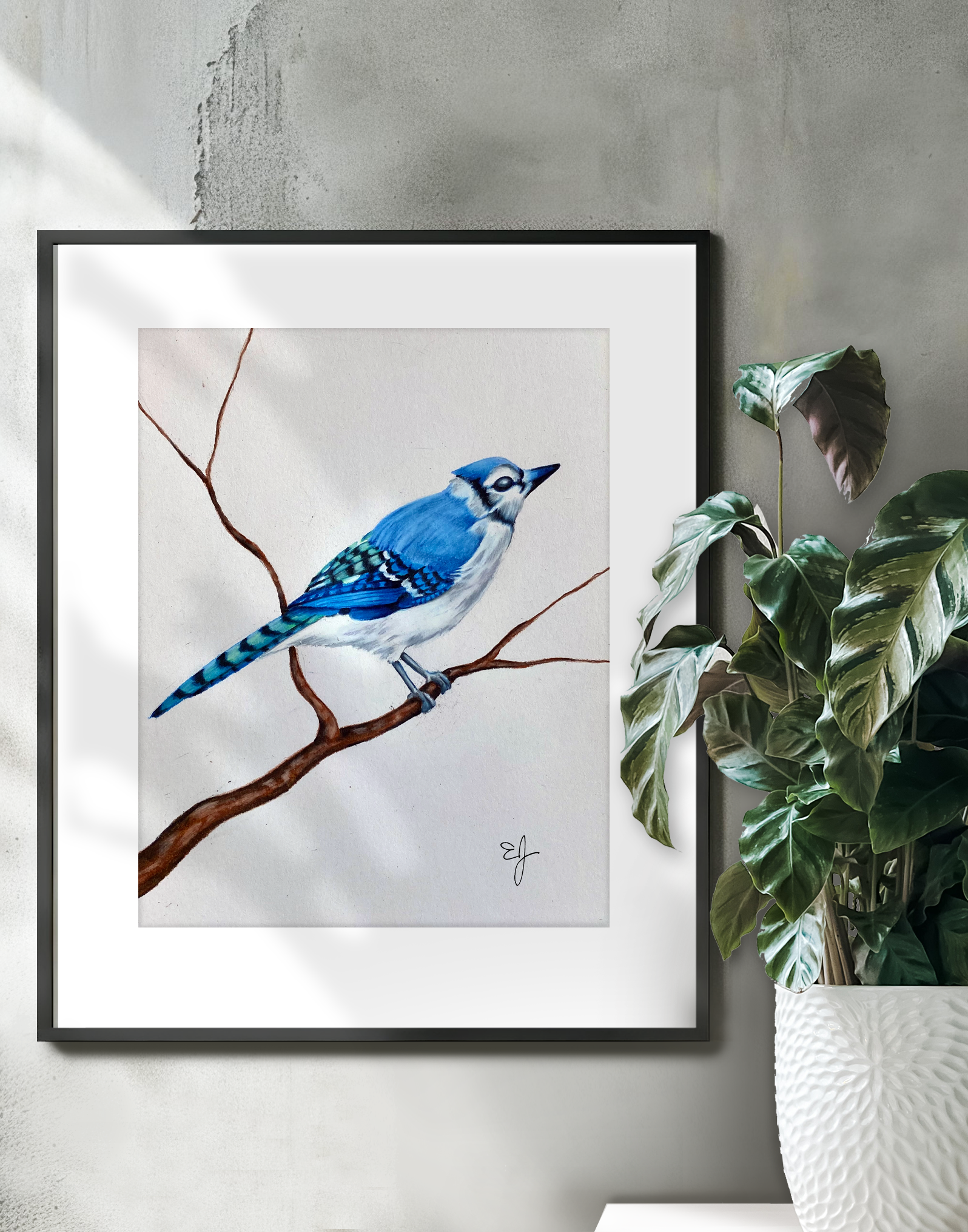 bluejay on wall.png