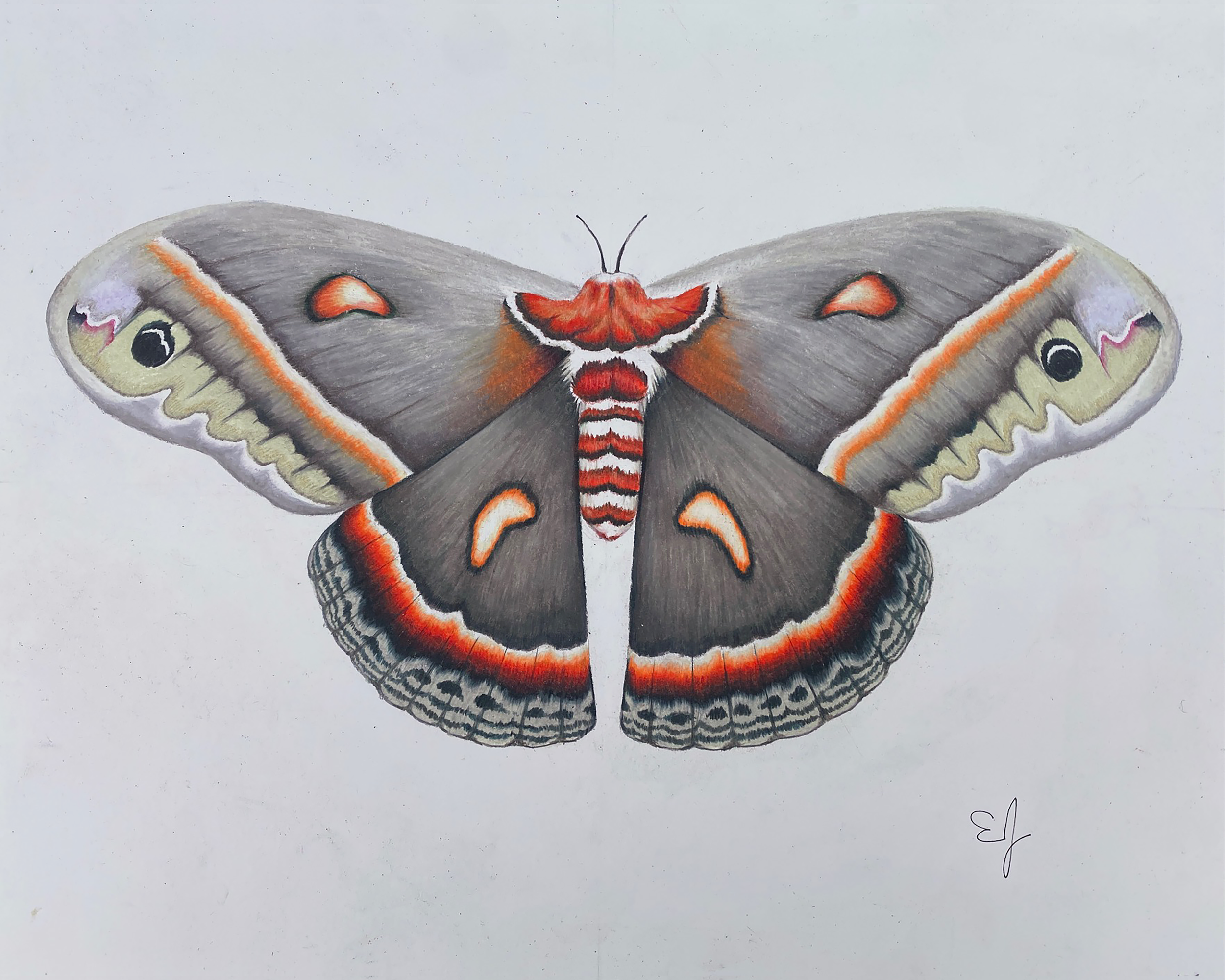 CERCOPIA MOTH SMALL.png