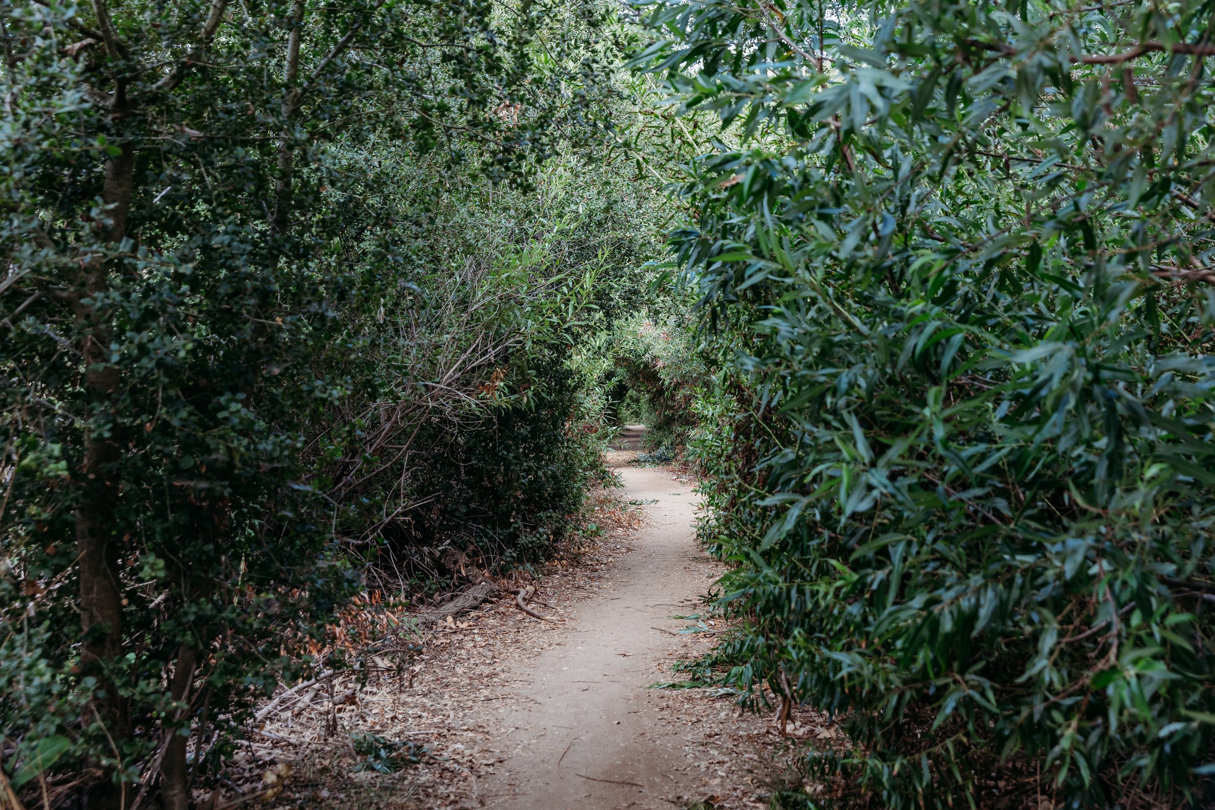 A narrow dirt path winding through dense green foliage and bushes in a forest or garden setting.