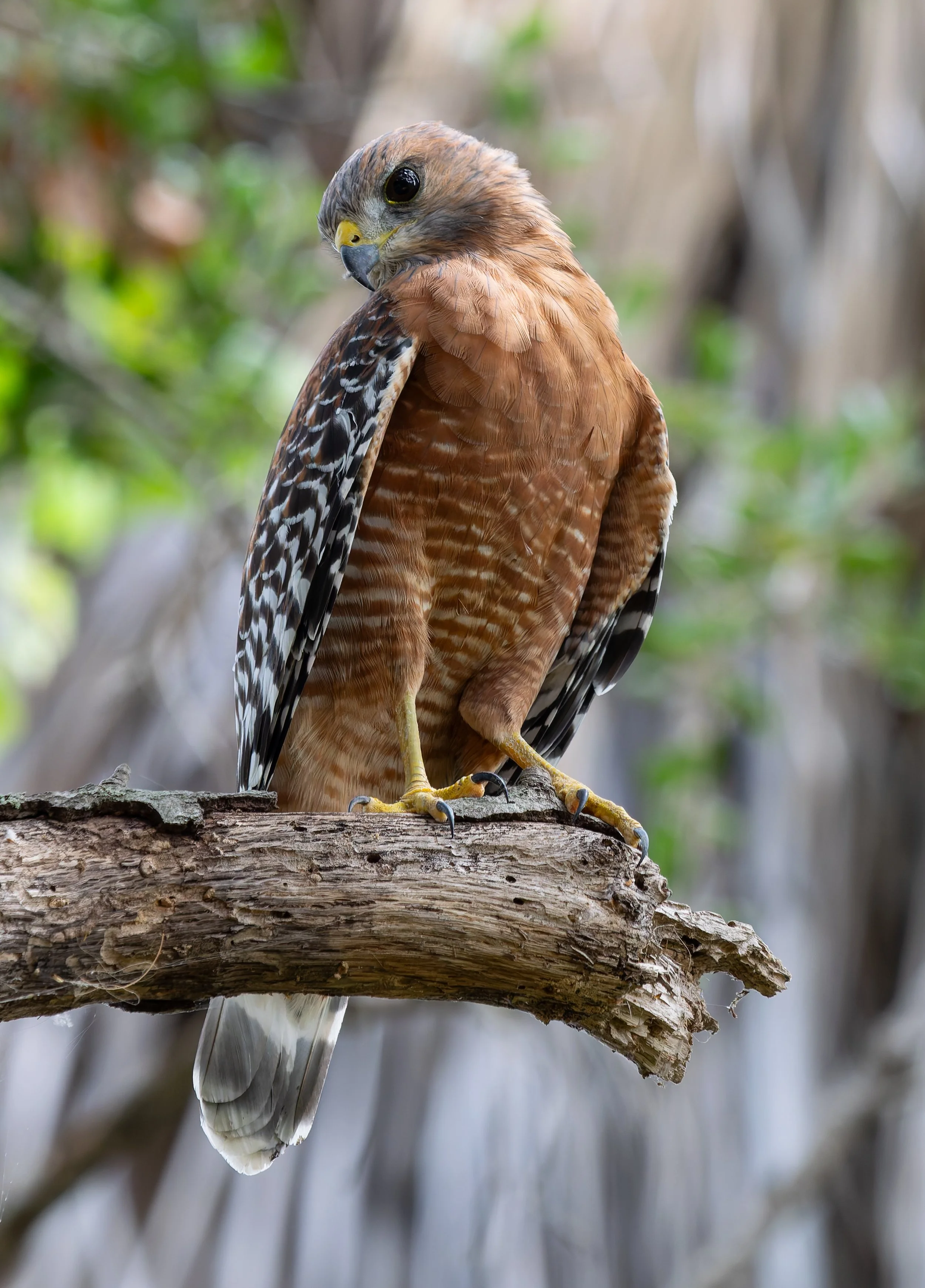 Close-up of a hawk perched on a tree branch, with its head turned and looking over its shoulder. Photo by Darryl Carlson.