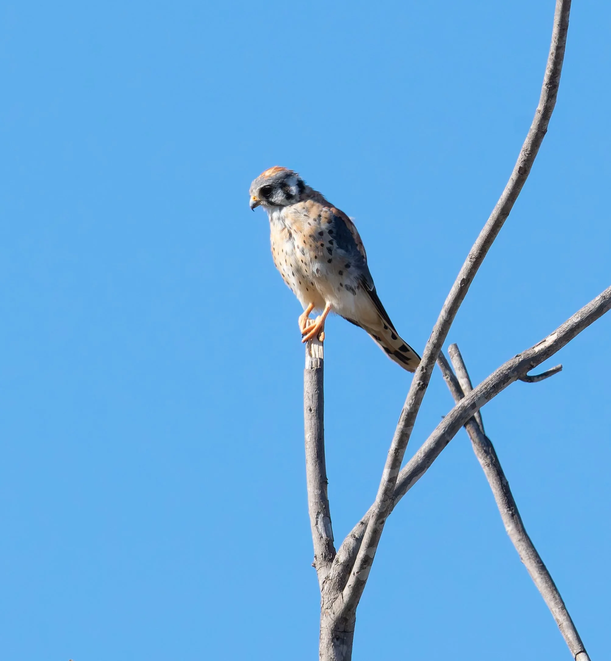 Bird Walk with Ken Weaver
