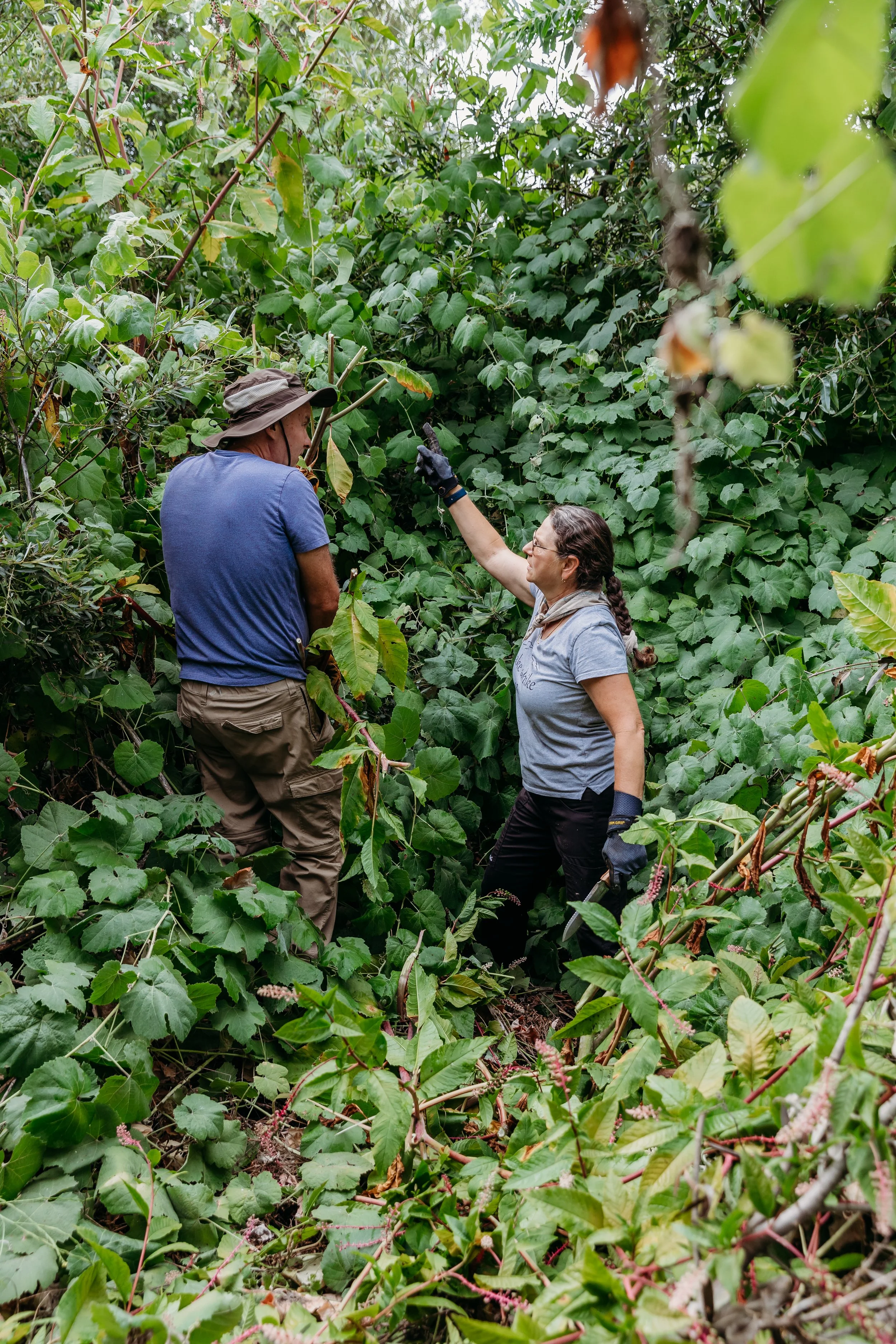 Native Plant Restoration Volunteer Day