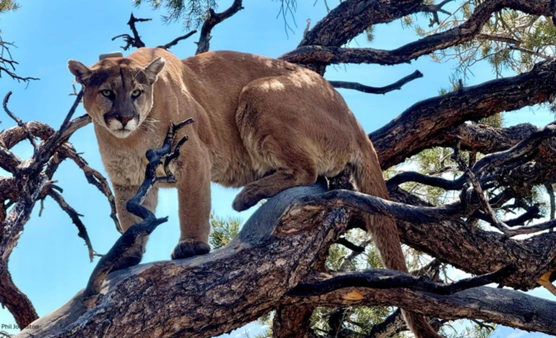 California Fish and Game Commission voted to grant&nbsp;Threatened Status