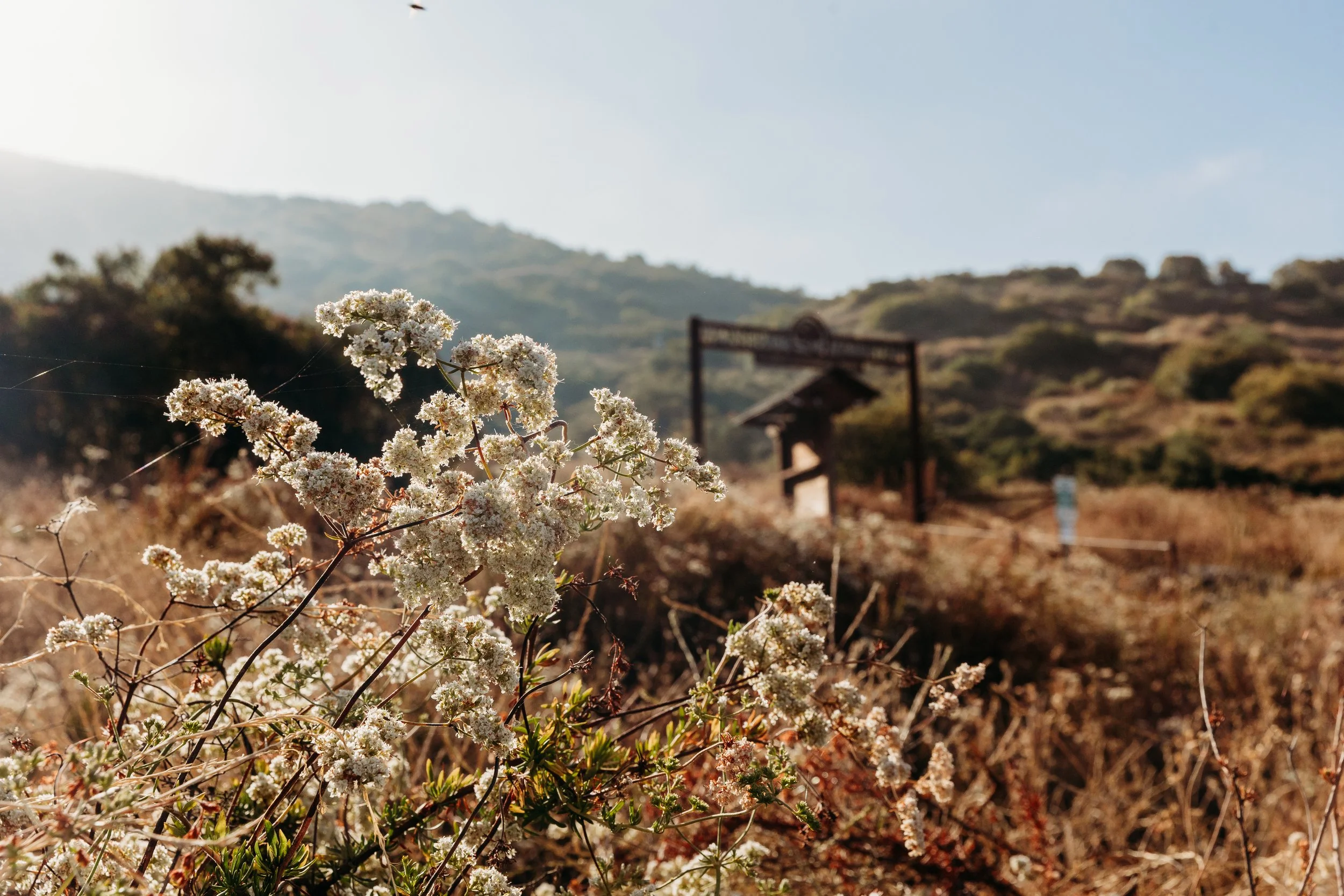Summer Solstice hike at Pico Monserate with Kristen Richardson