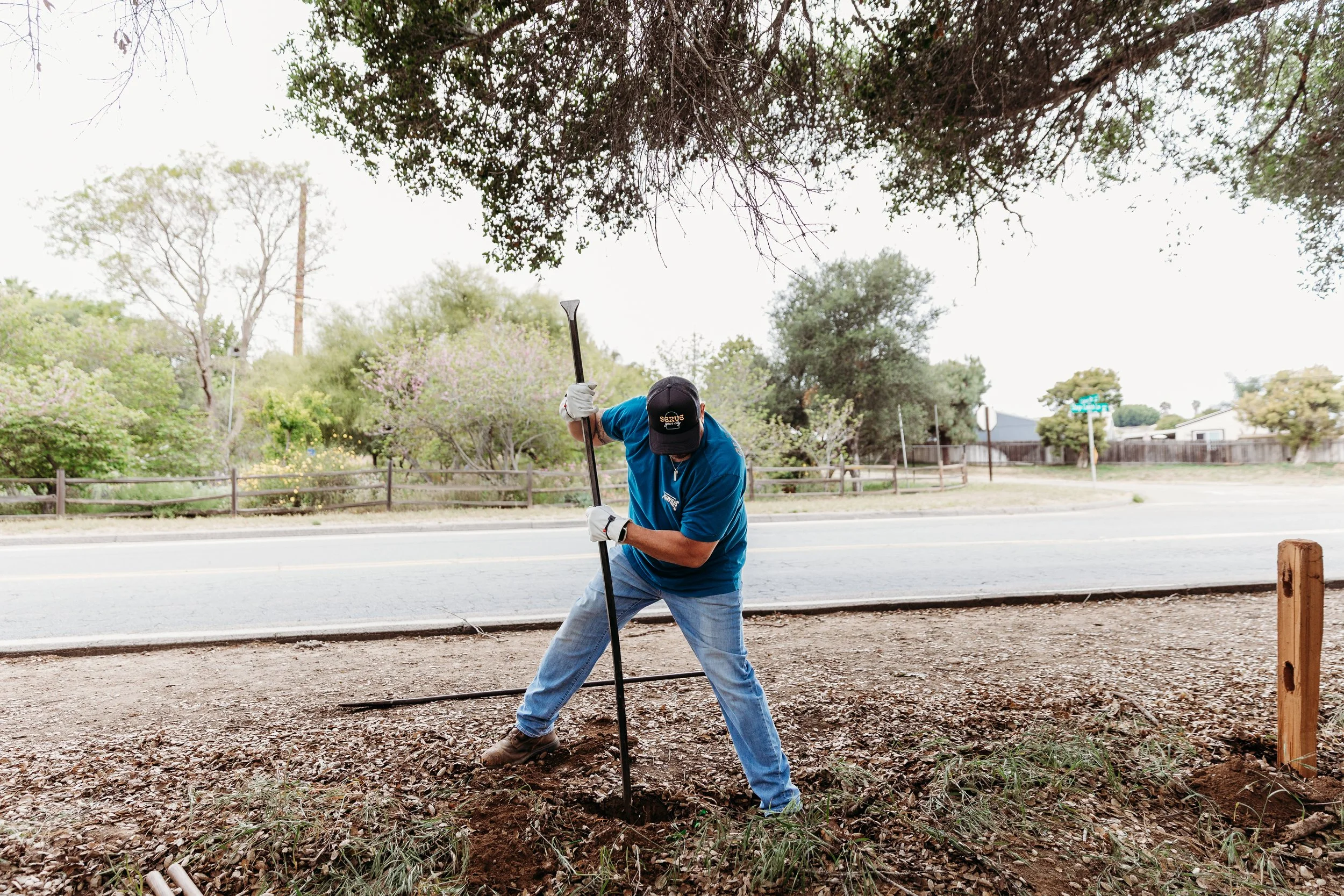 A man wearing a blue shirt, jeans, and a black cap planting a small tree in a hole along the side of a road, with trees and houses in the background.