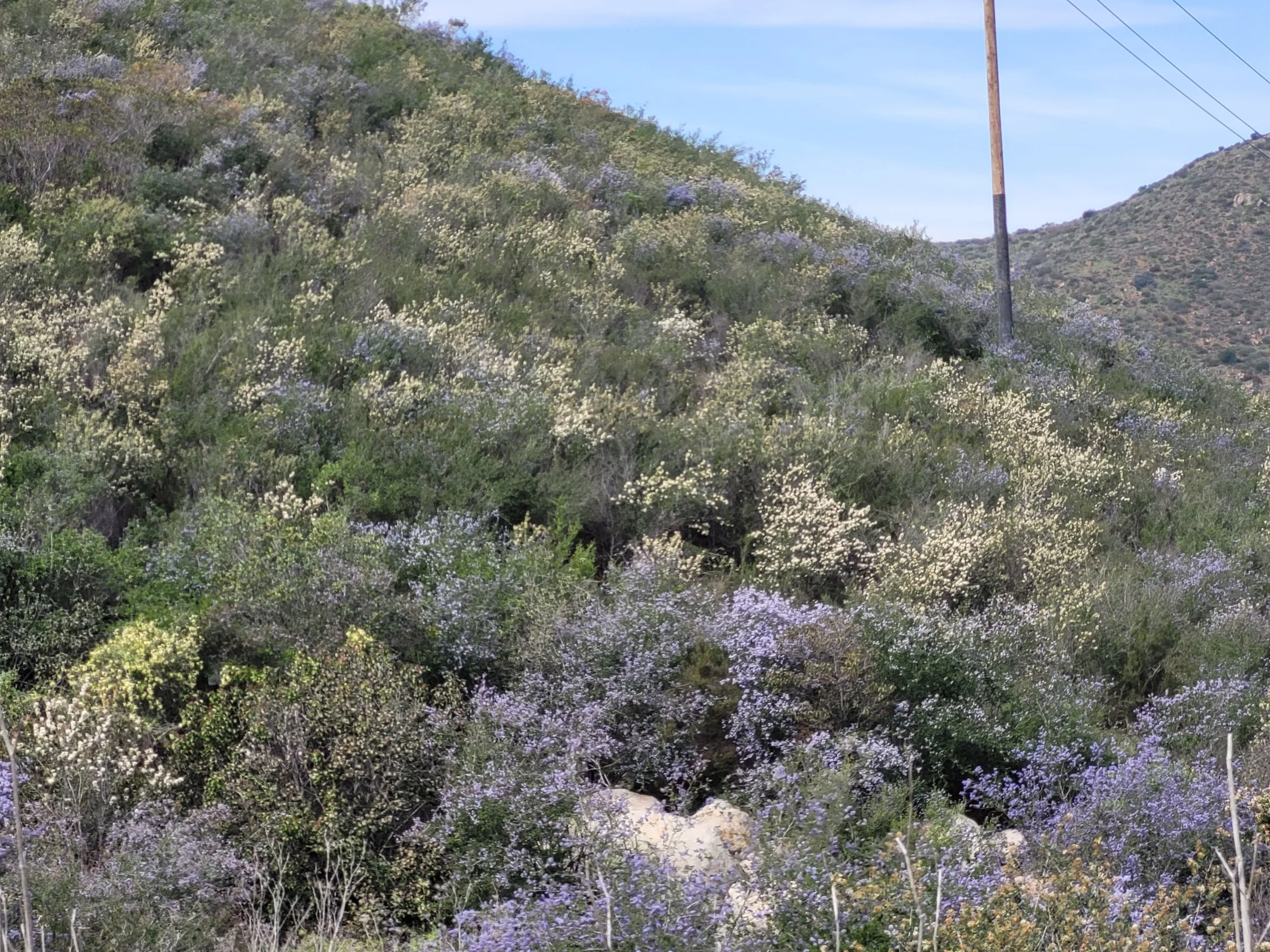 A hillside covered with blooming purple, white, and yellow wildflowers and shrubs, with a partly cloudy sky and a utility pole with power lines.