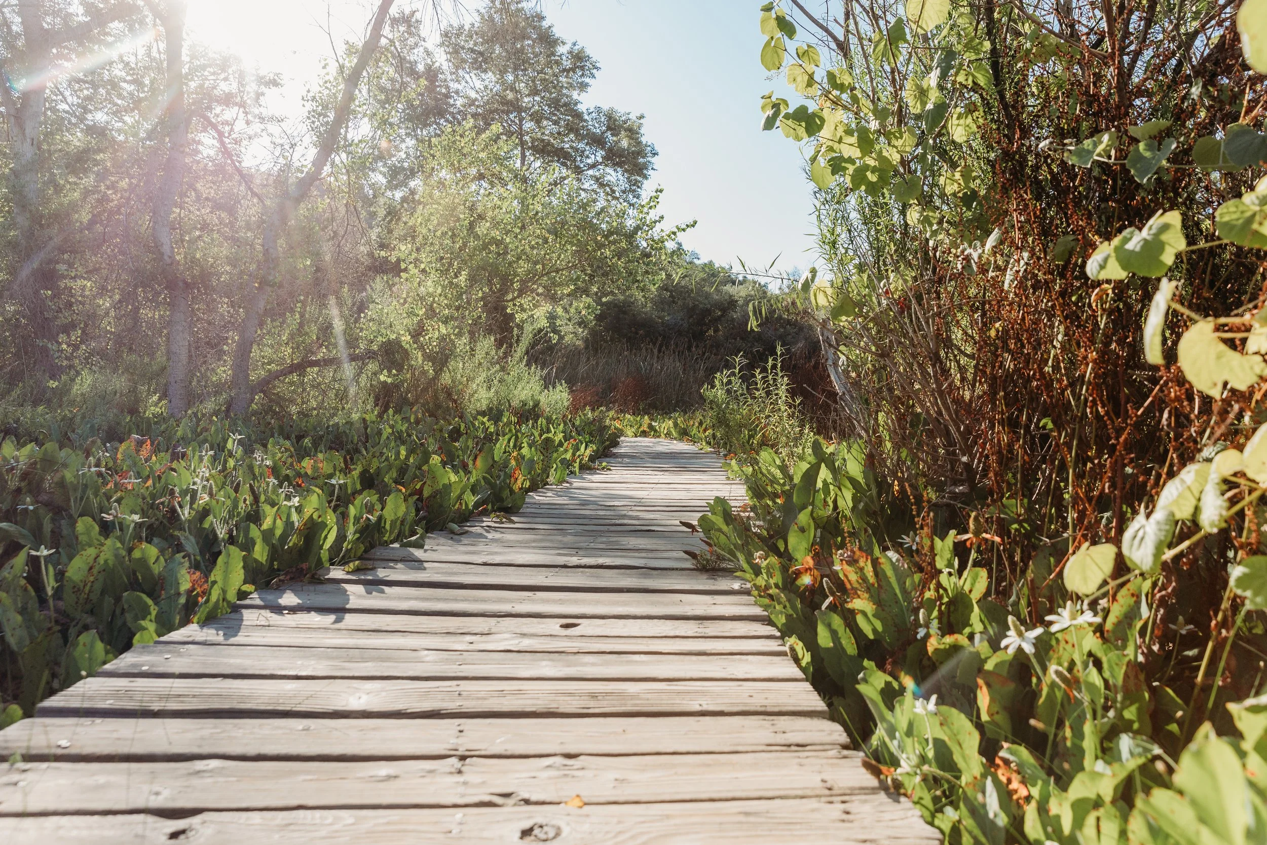 Wooden walkway through a lush green forest bathed in sunlight.