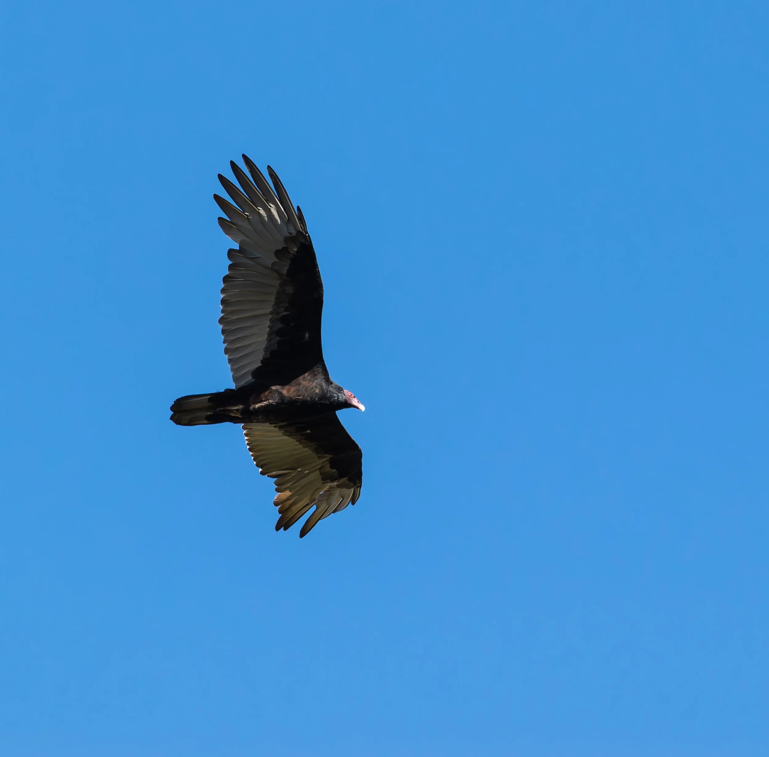 A turkey vulture flying in a clear blue sky with its wings spread wide. Photo by Darryl Carlson.