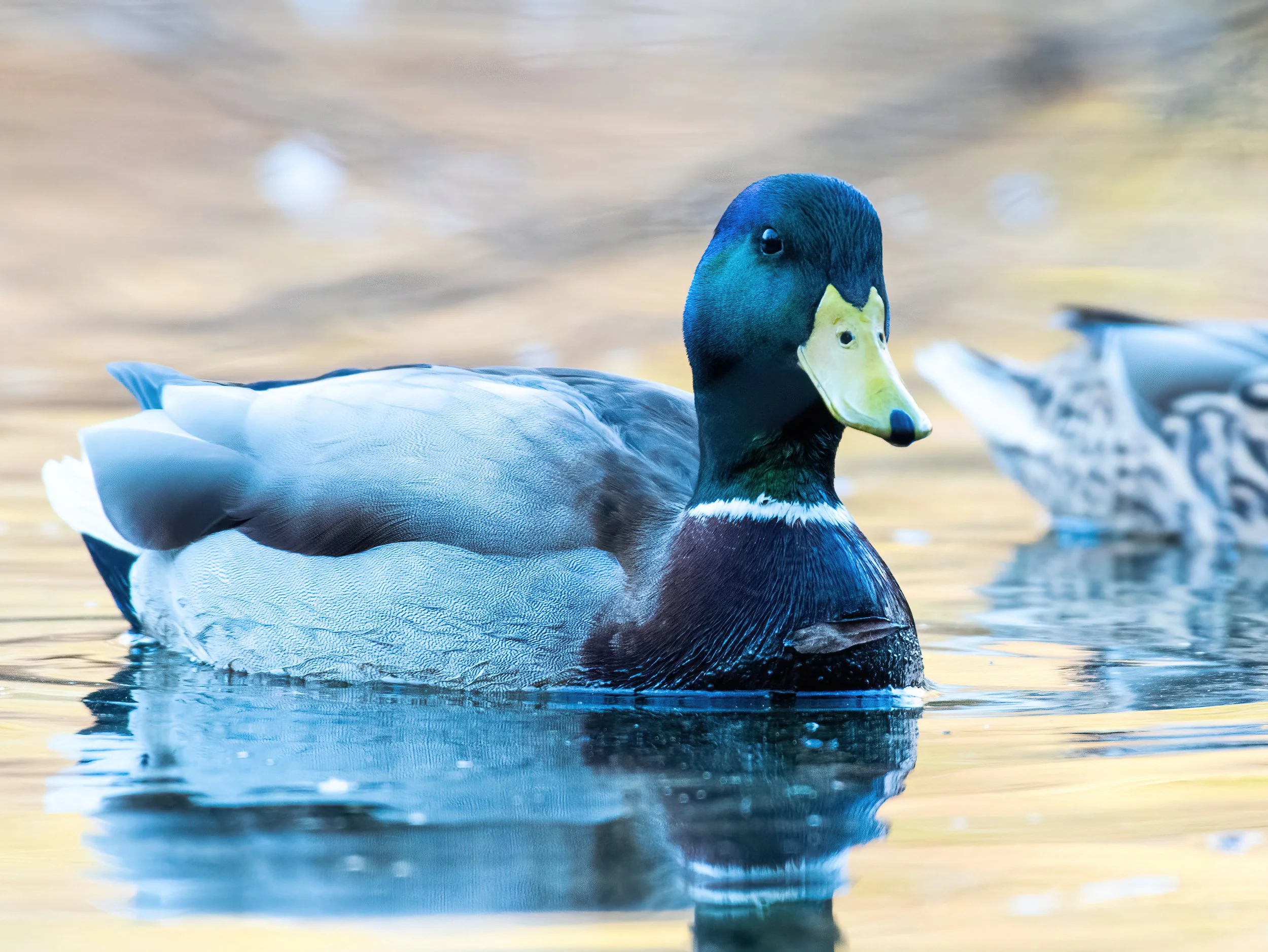 A colorful mallard duck swimming in a body of water with a blurred background. Photo by Darryl Carlson.