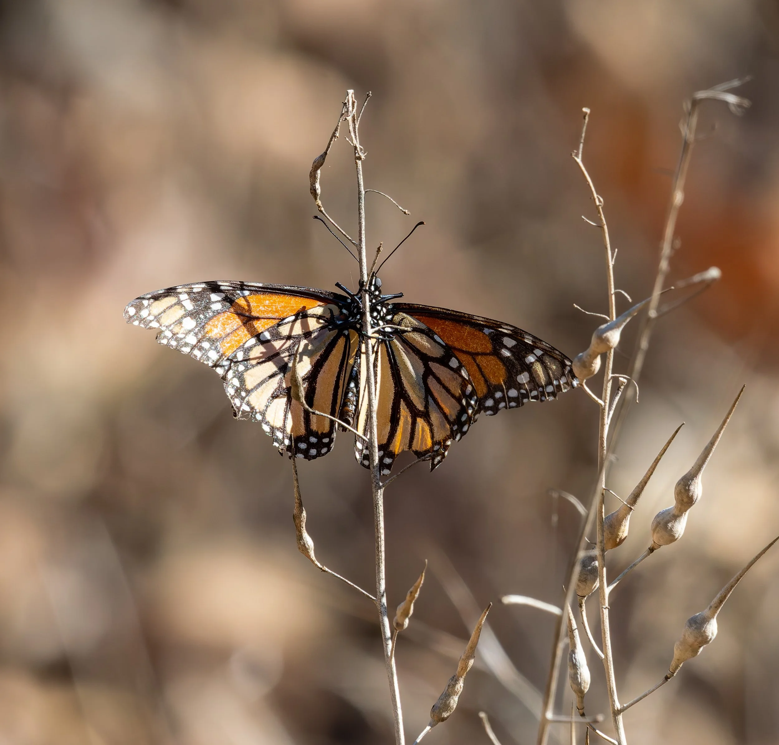A Monarch butterfly perched on a thin, dry plant stem with a blurred background. Photo by Darryl Carlson.