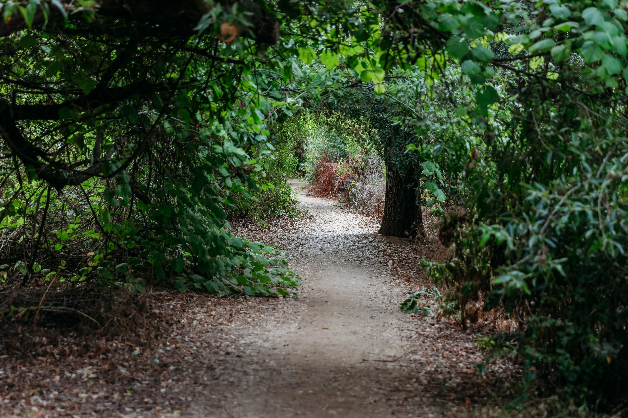A dirt trail through a green wooded area with trees and bushes at Los Jilgueros Preserve.
