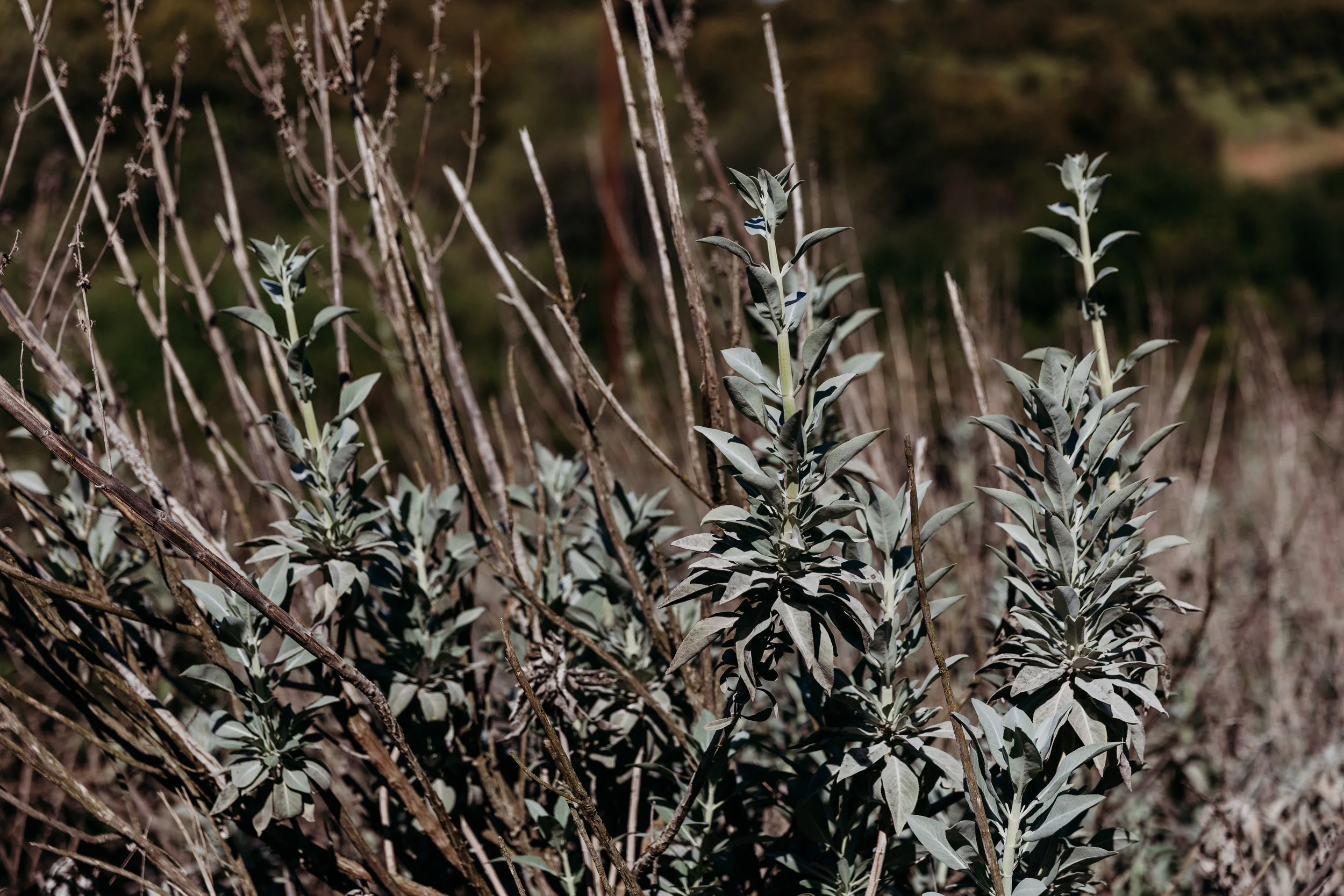 Native sage with some green leaves in a natural setting.