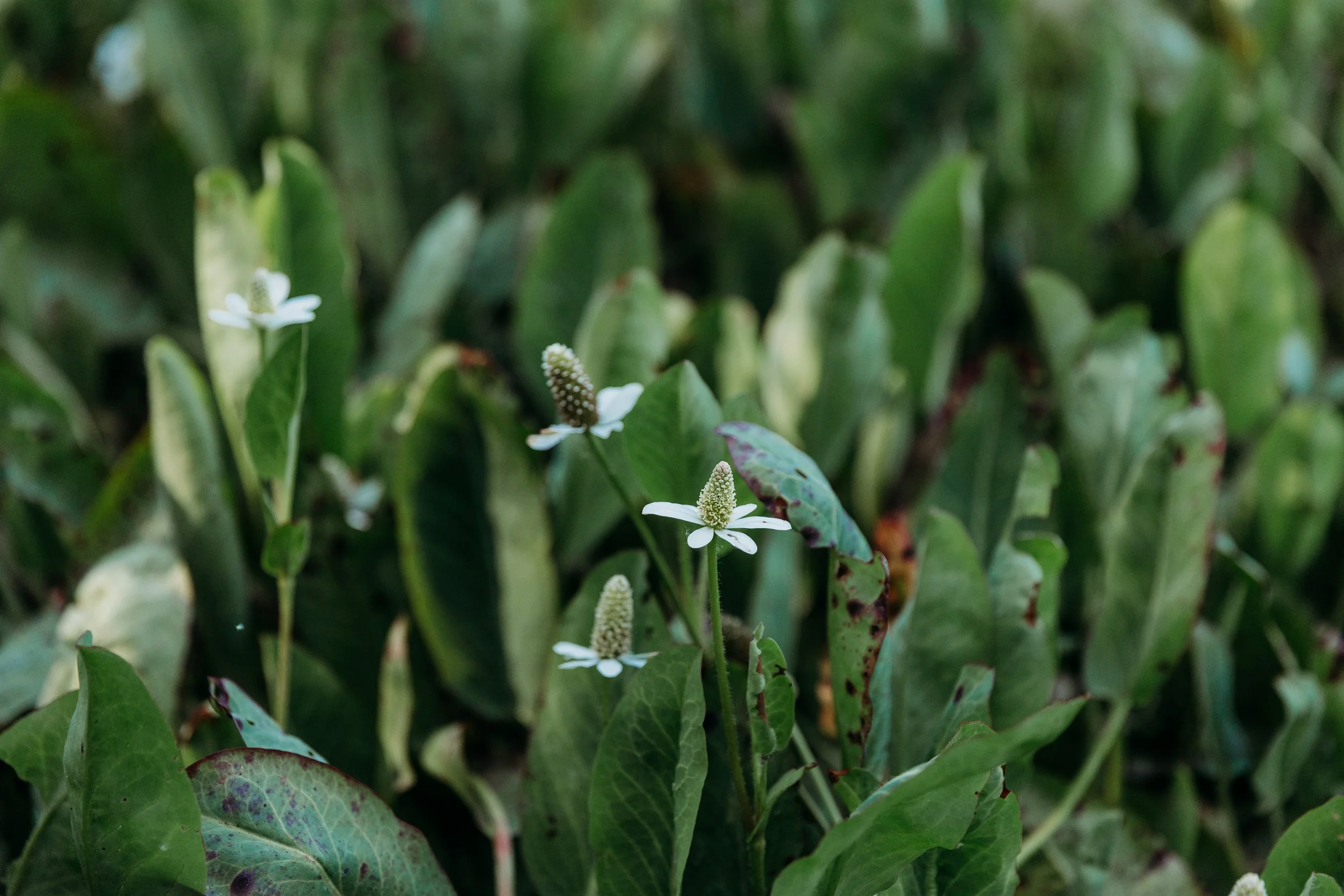 Close-up of small white Yerba Mansa flowers with elongated green leaves at Los Jilgueros Preserve.