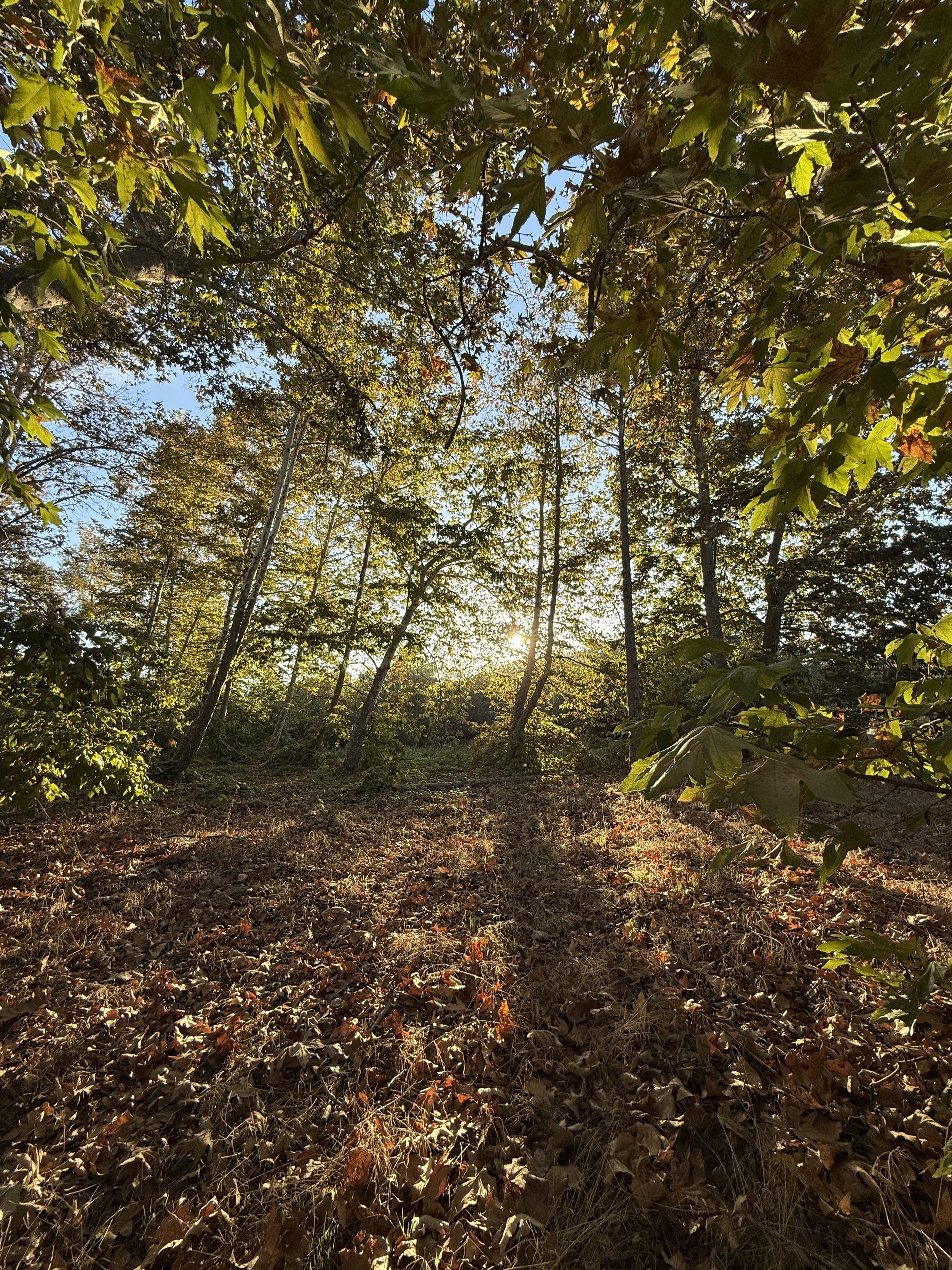 A wooded forest scene at Dinwiddie Preserve during autumn with sunlight filtering through the trees, leaves on the ground, and some green foliage.