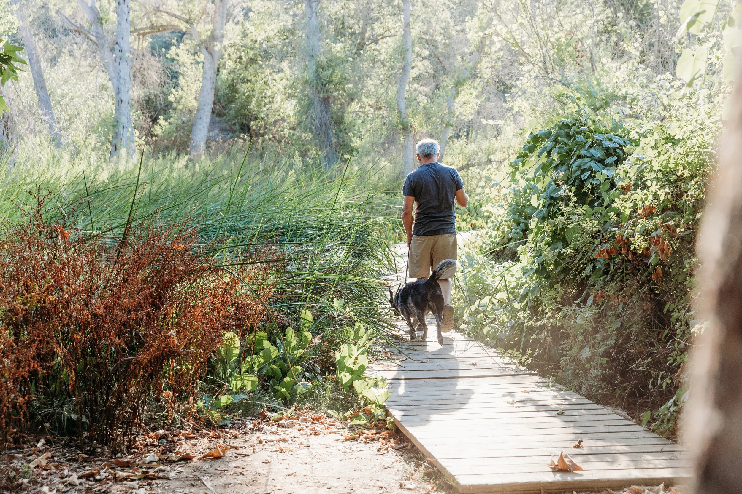 An older man walking with a dog on a wooden trail in Los Jilgueros Preserve with sunlight filtering through the trees.