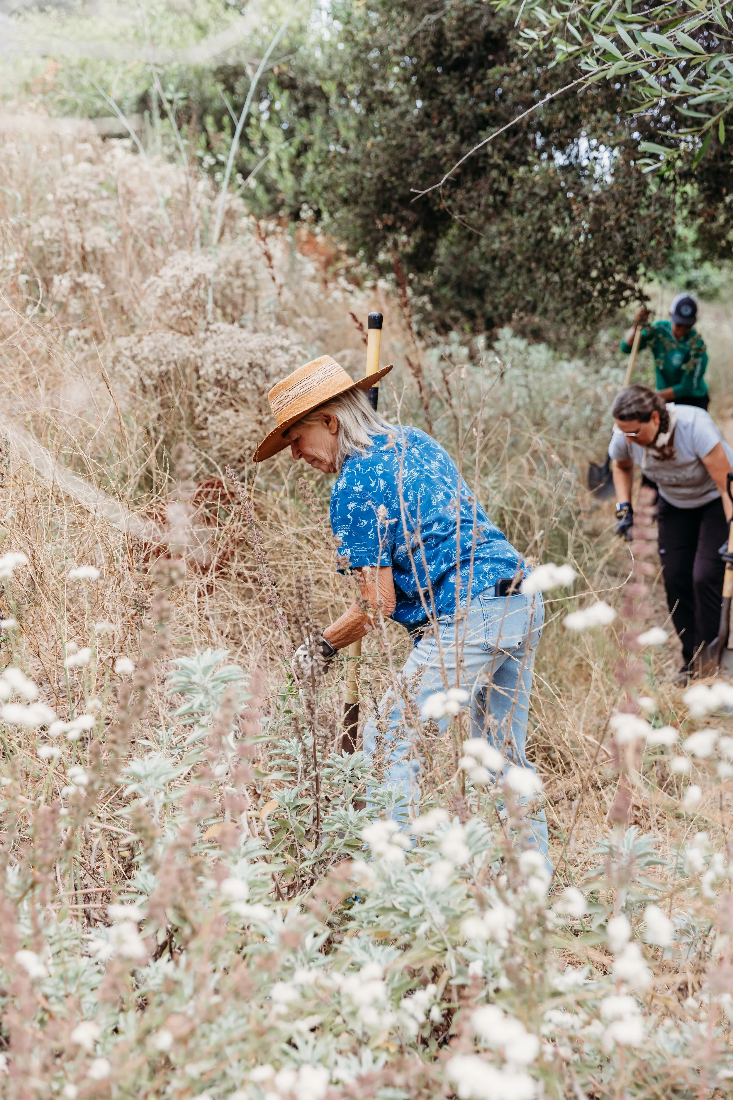 People working outdoors on a dry, overgrown trail, clearing weeds and brush with tools, surrounded by tall grasses and shrubs.