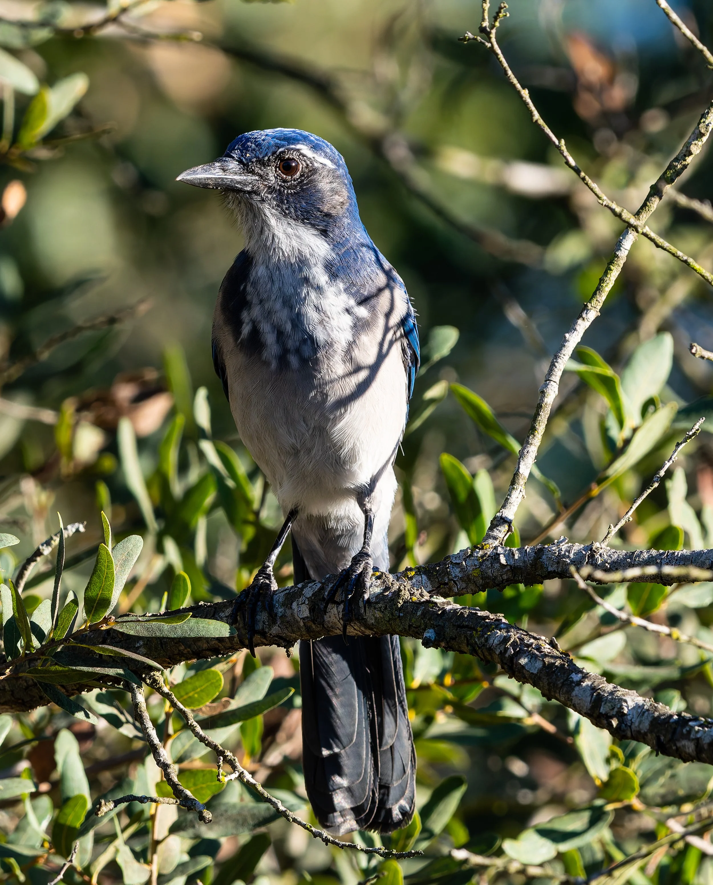 A bird with blue, black, and white feathers perched on a tree branch amidst green leaves. Photo by Darryl Carlson.