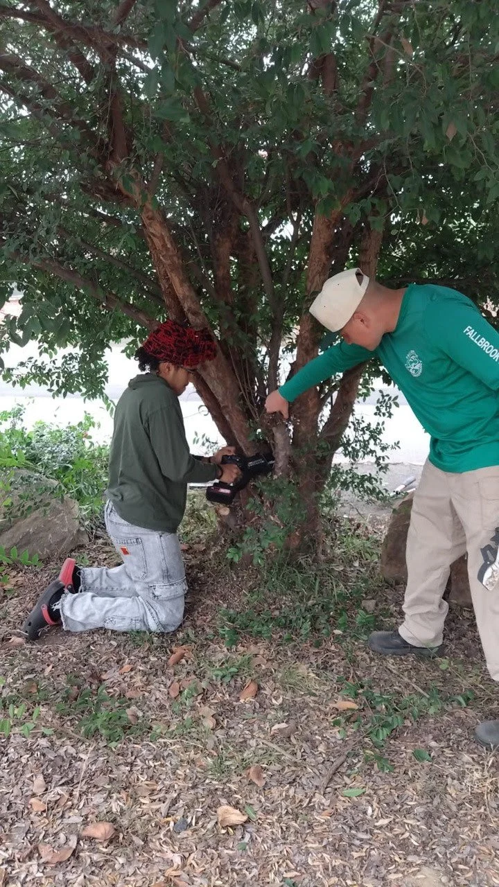 Two people, one kneeling and one standing, cutting a tree with a chainsaw outdoors next to a large leafy bush.