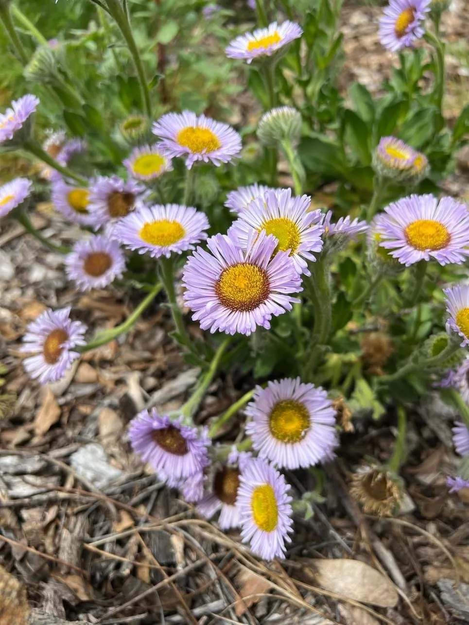 Purple daisy-like flowers with yellow centers growing in soil with mulch.