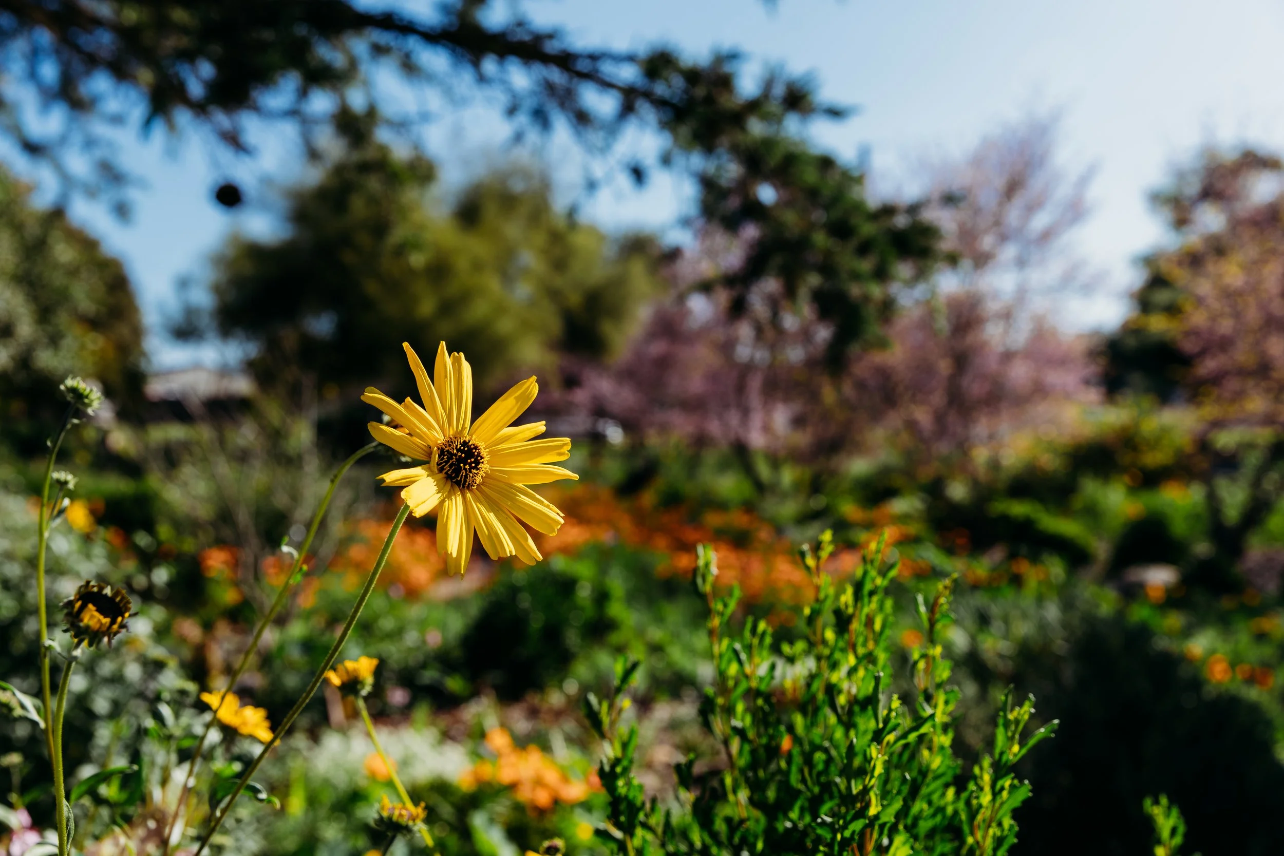 Close-up of a yellow flower with a dark center in a garden with colorful trees in the background.