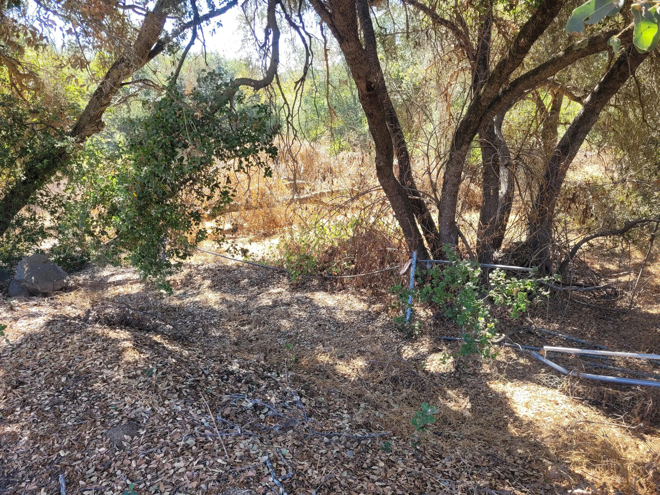 Dry forest area with trees and shrubs, sandy ground with fallen leaves, some plastic pipes along the ground, sunlight filtering through the branches.
