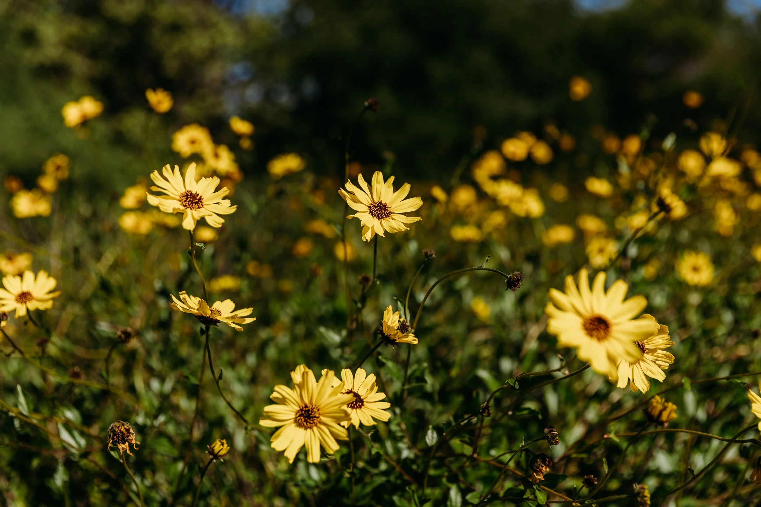 Yellow flowers with dark centers in a sunny garden