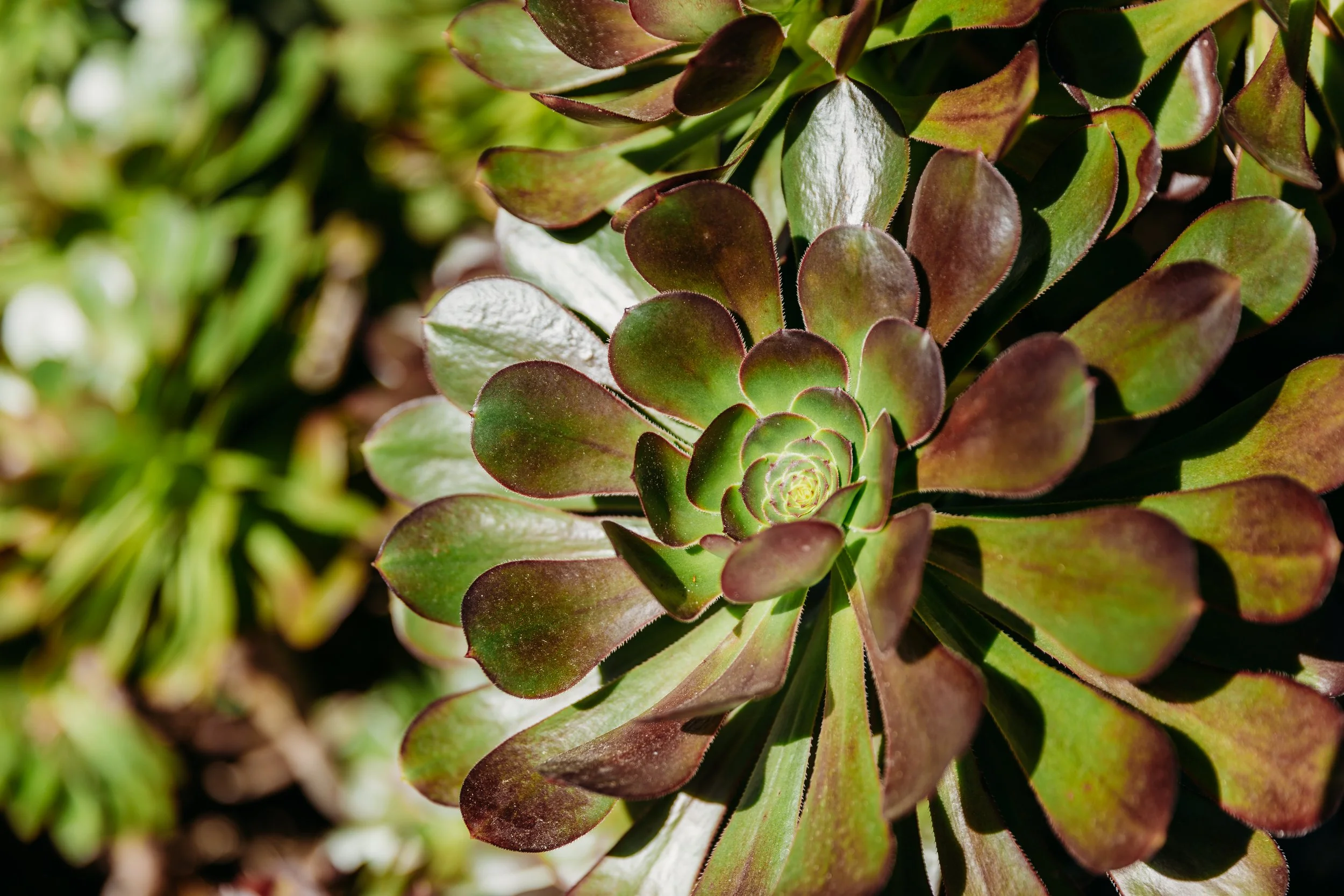Close-up of a green and reddish succulent plant with rosette-shaped leaves.