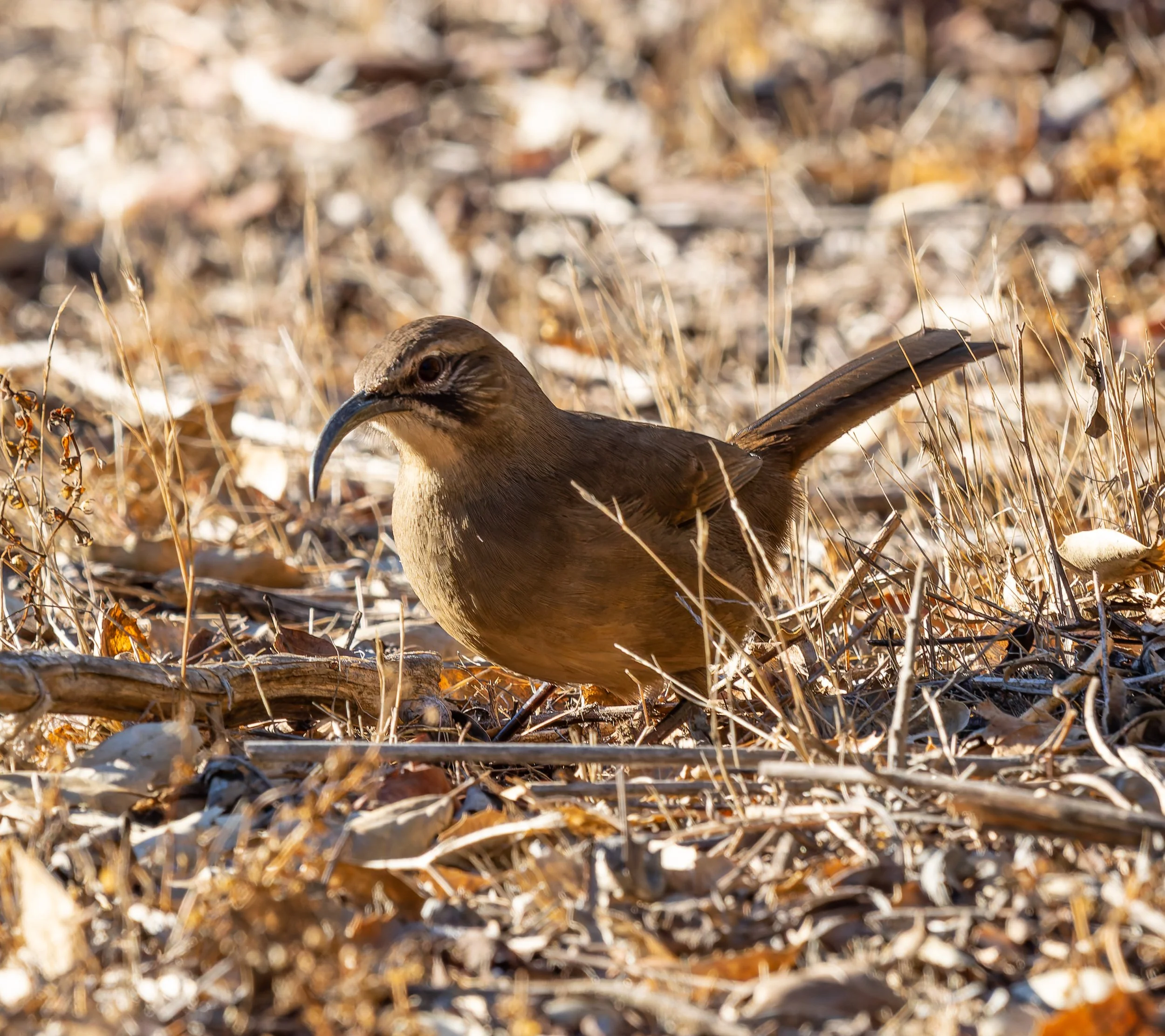 A small brown bird with a curved beak on dry, leaf-covered ground, backlit by sunlight. Photo by Darryl Carlson.