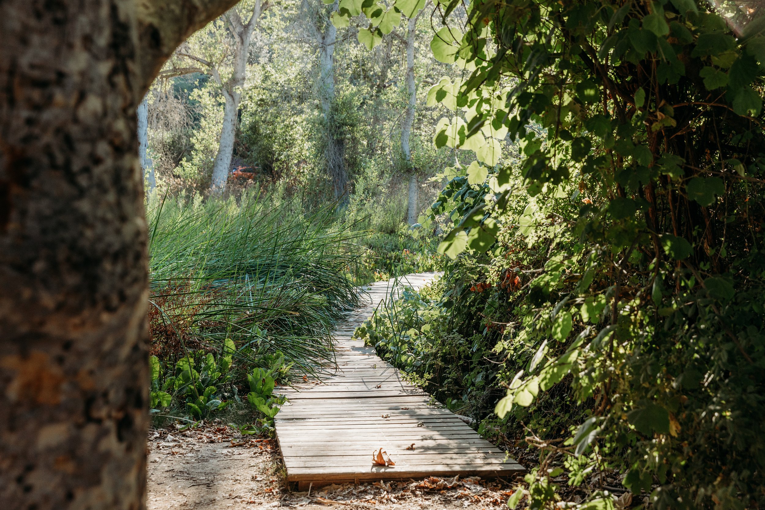 A wooden footbridge pathway winding through lush green foliage in a forested area, with trees and sunlight filtering through the leaves.
