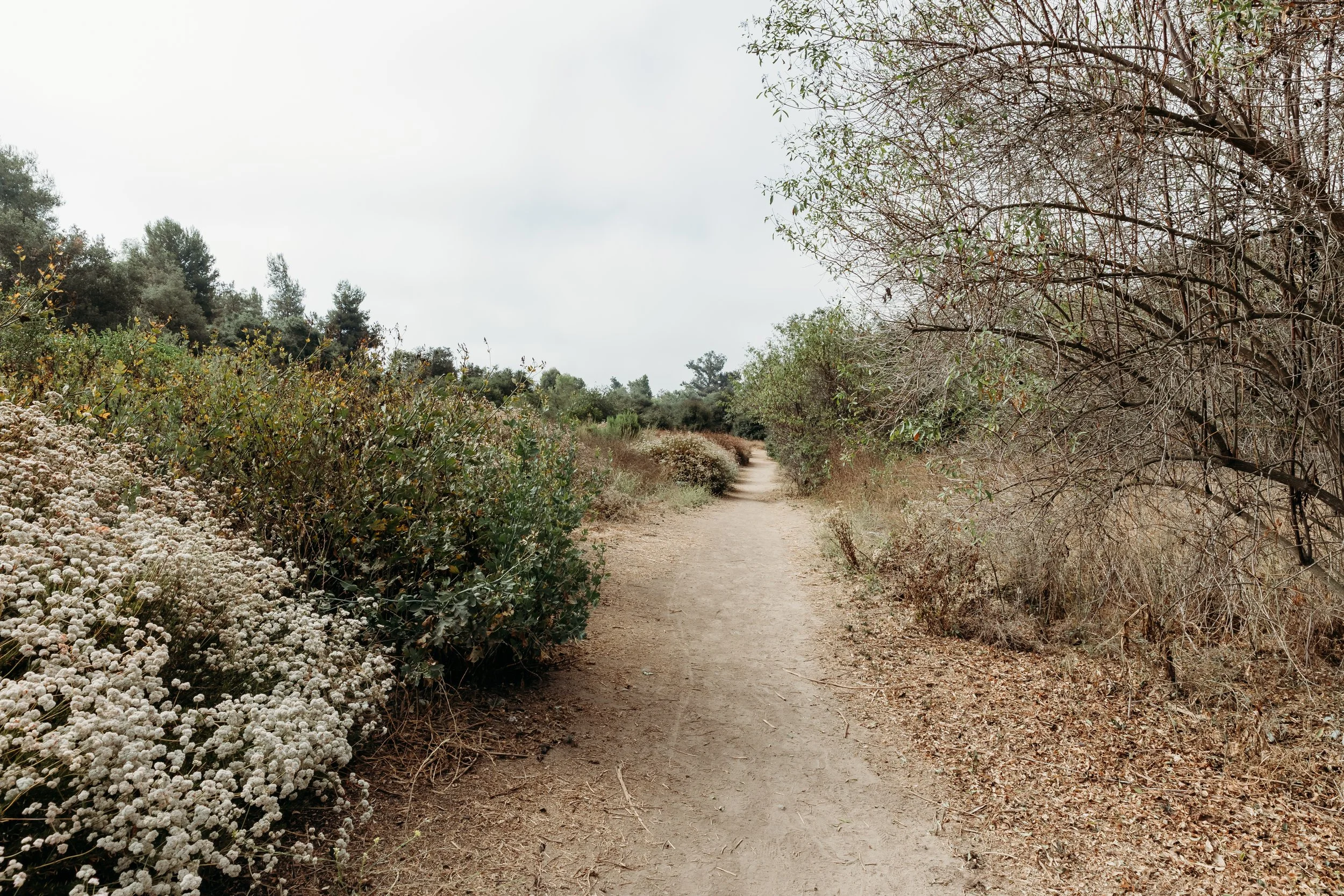 A dirt trail winding through a dry, shrub-filled landscape with sparse trees and cloudy sky at Los Jilgueros Preserve.