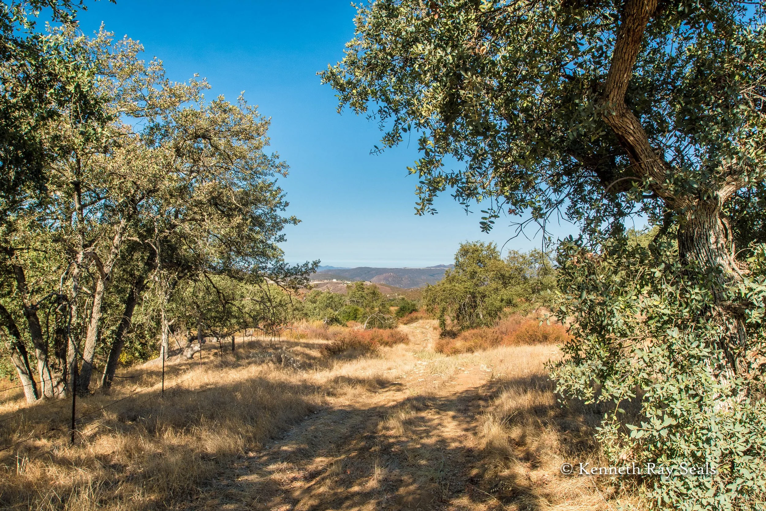 A dirt trail through a grassy field lined with trees under a clear blue sky.