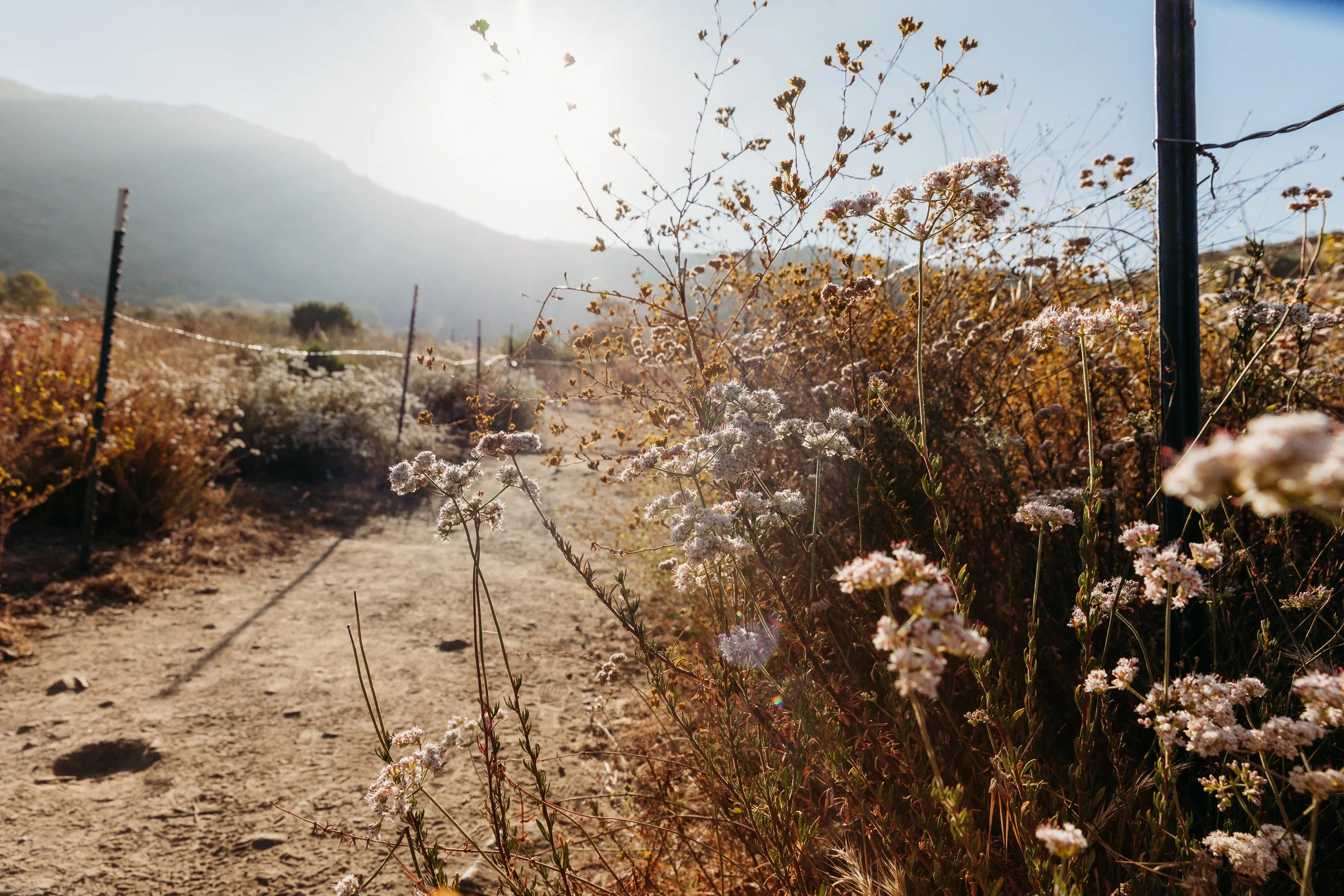 A dirt trail lined with flowering plants and shrubs, with mountains in the background and bright sunlight.