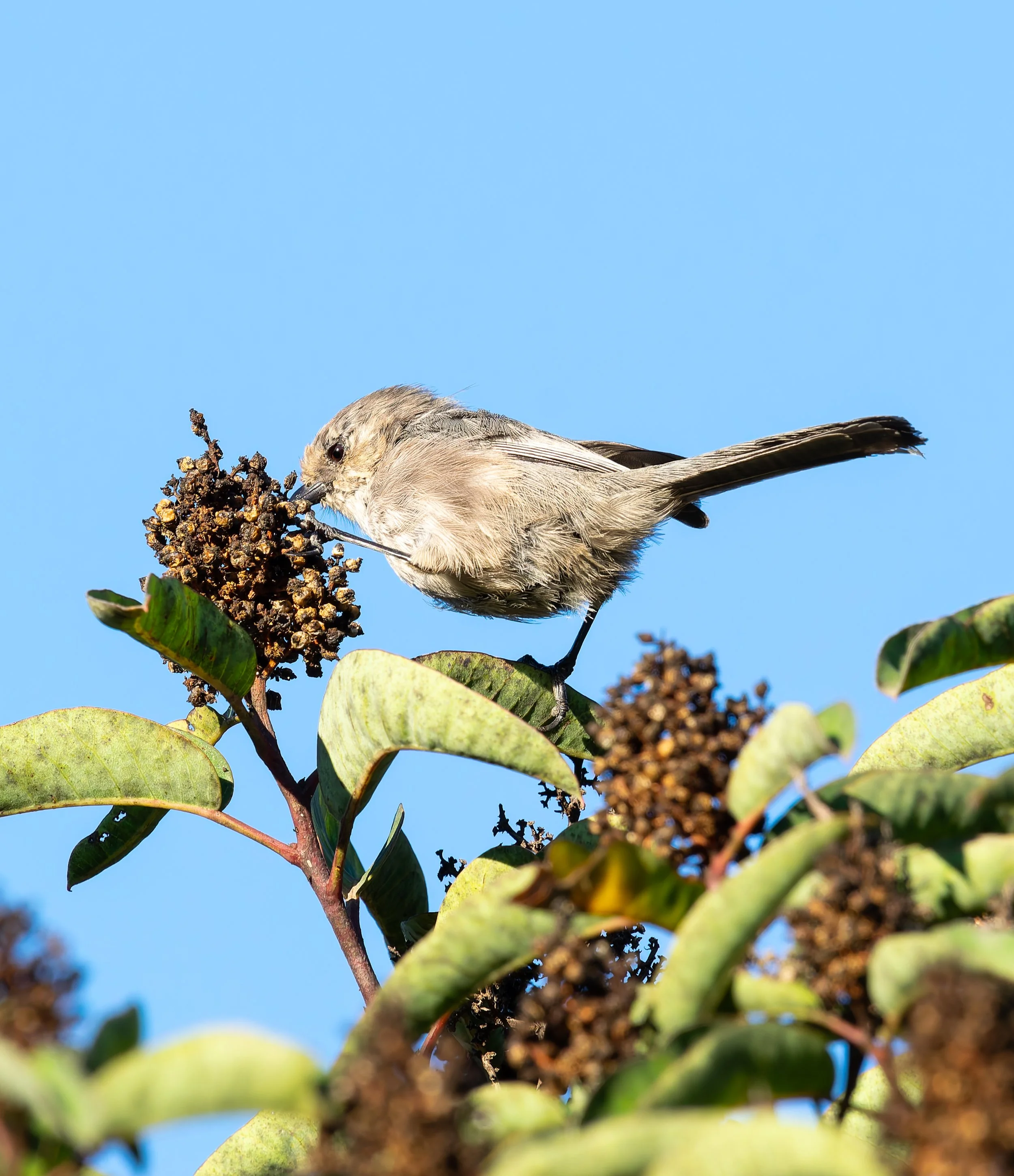 A small bird perched on a branch with green leaves and clusters of small dark berries against a clear blue sky. Photo by Darryl Carlson.