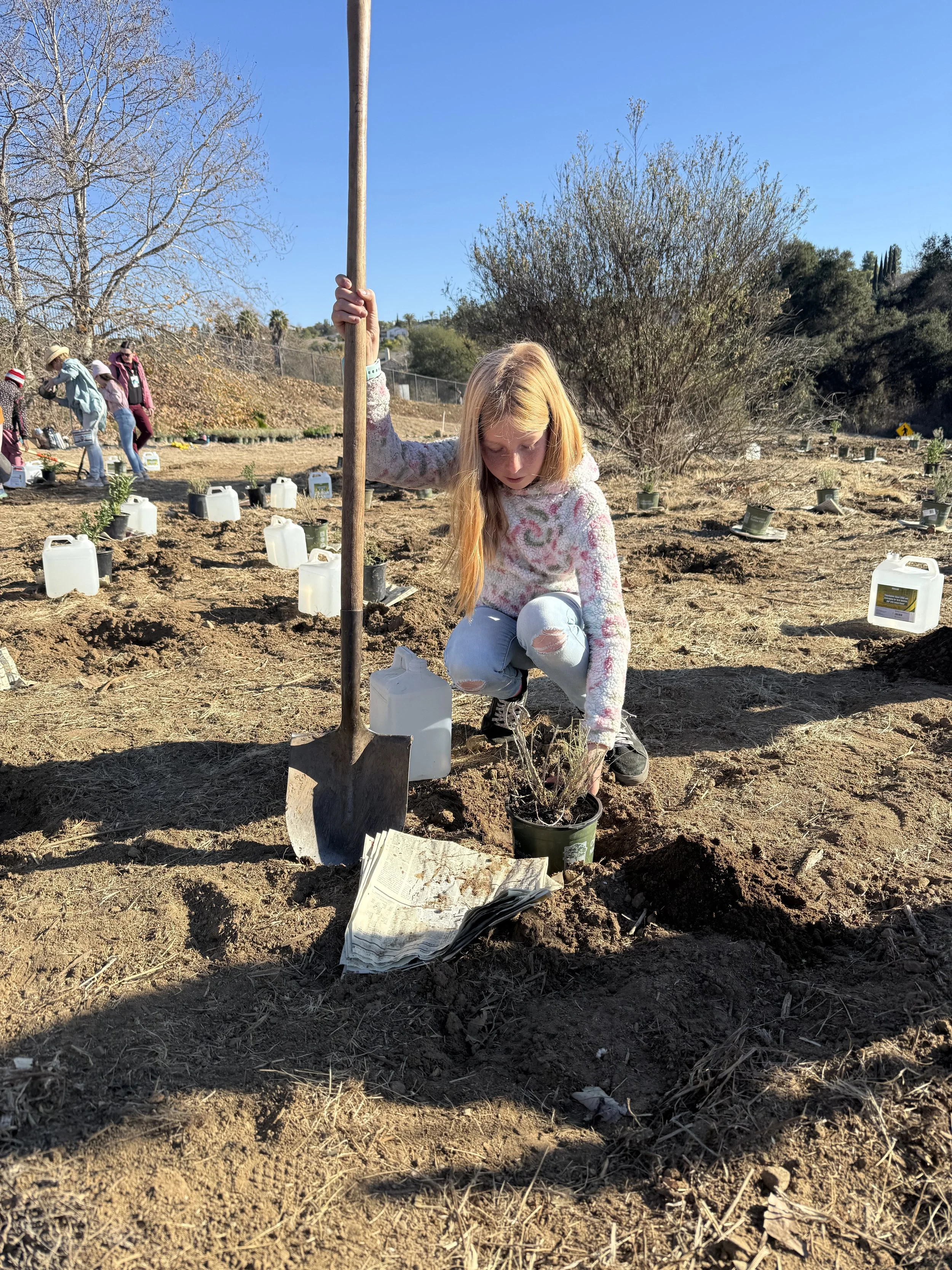 A young woman planting a tree in a dirt field with a shovel, surrounded by watering jugs and others planting trees in the background on a sunny day.