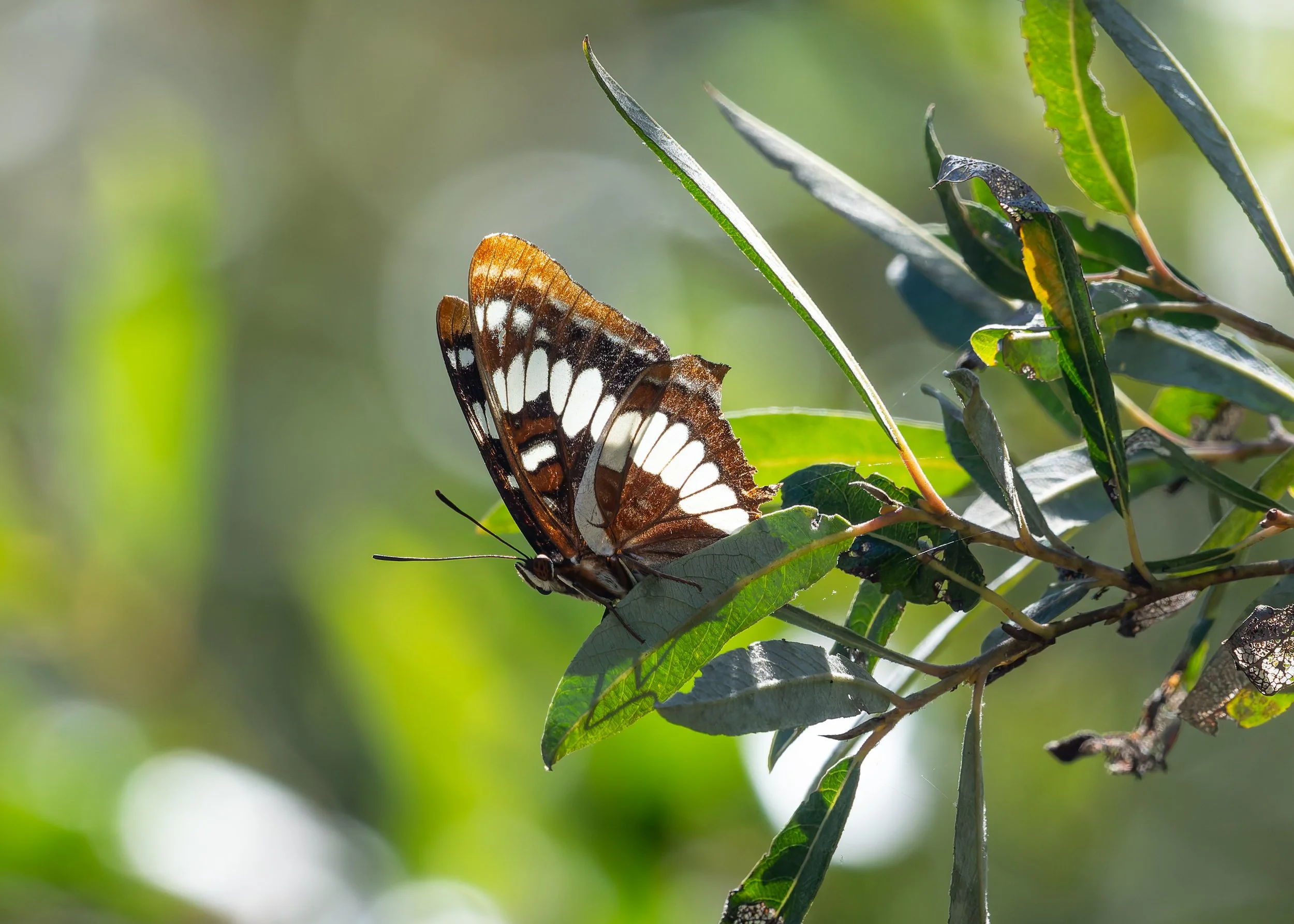 A butterfly resting on green leaves in natural sunlight. Photo by Darryl Carlson.