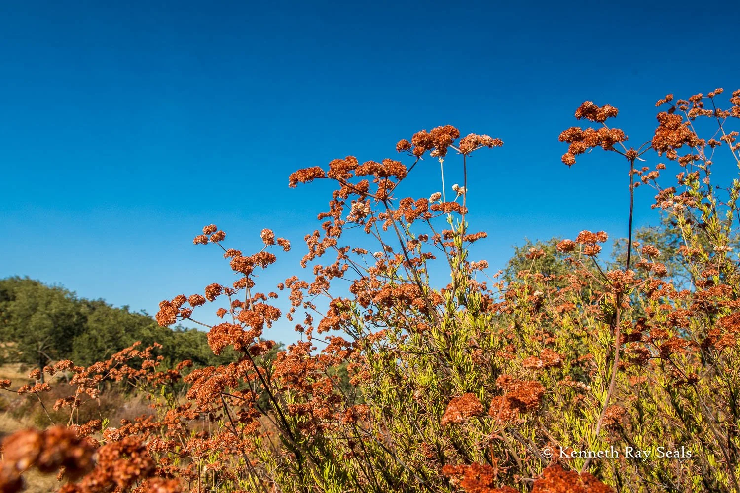 Wildflowers with orange blooms in a field against a deep blue sky.