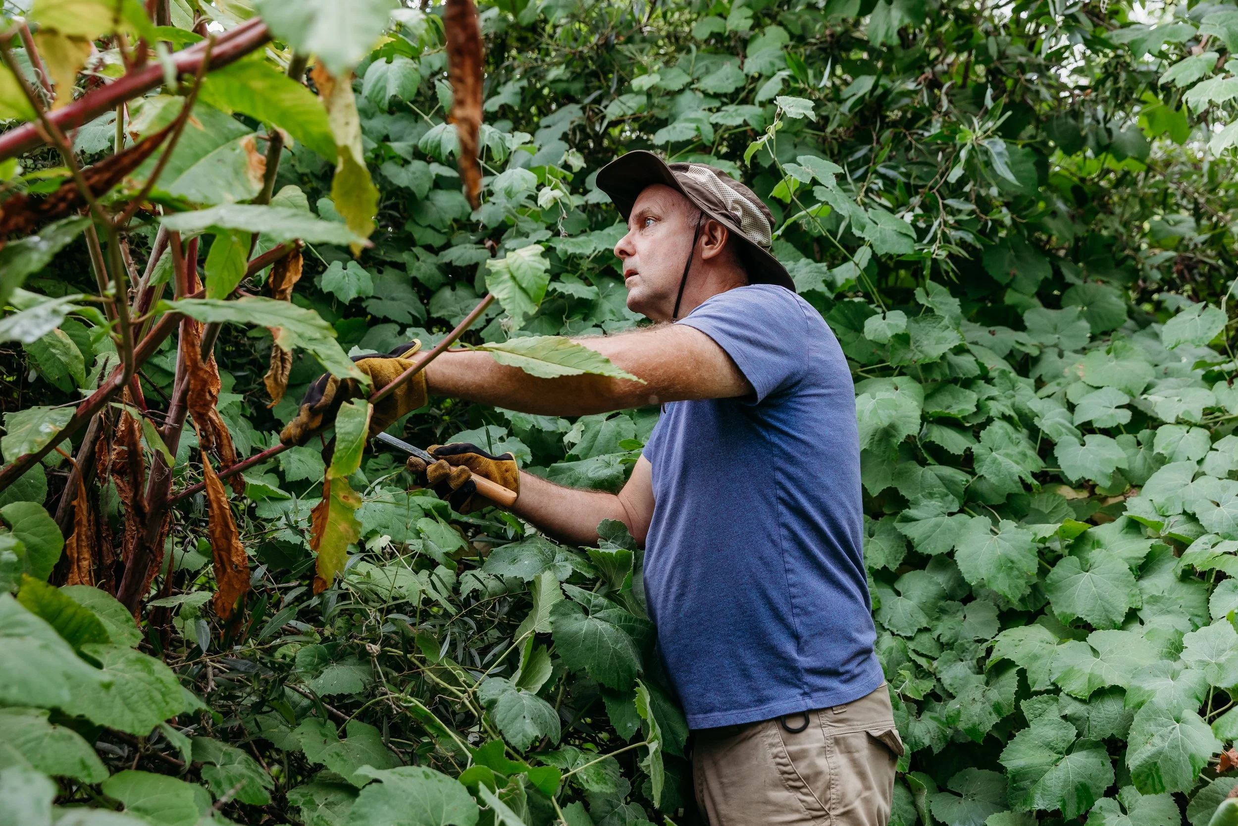 Man in a blue t-shirt and a wide-brimmed hat trimming or pruning plants in a dense, green, leafy garden.