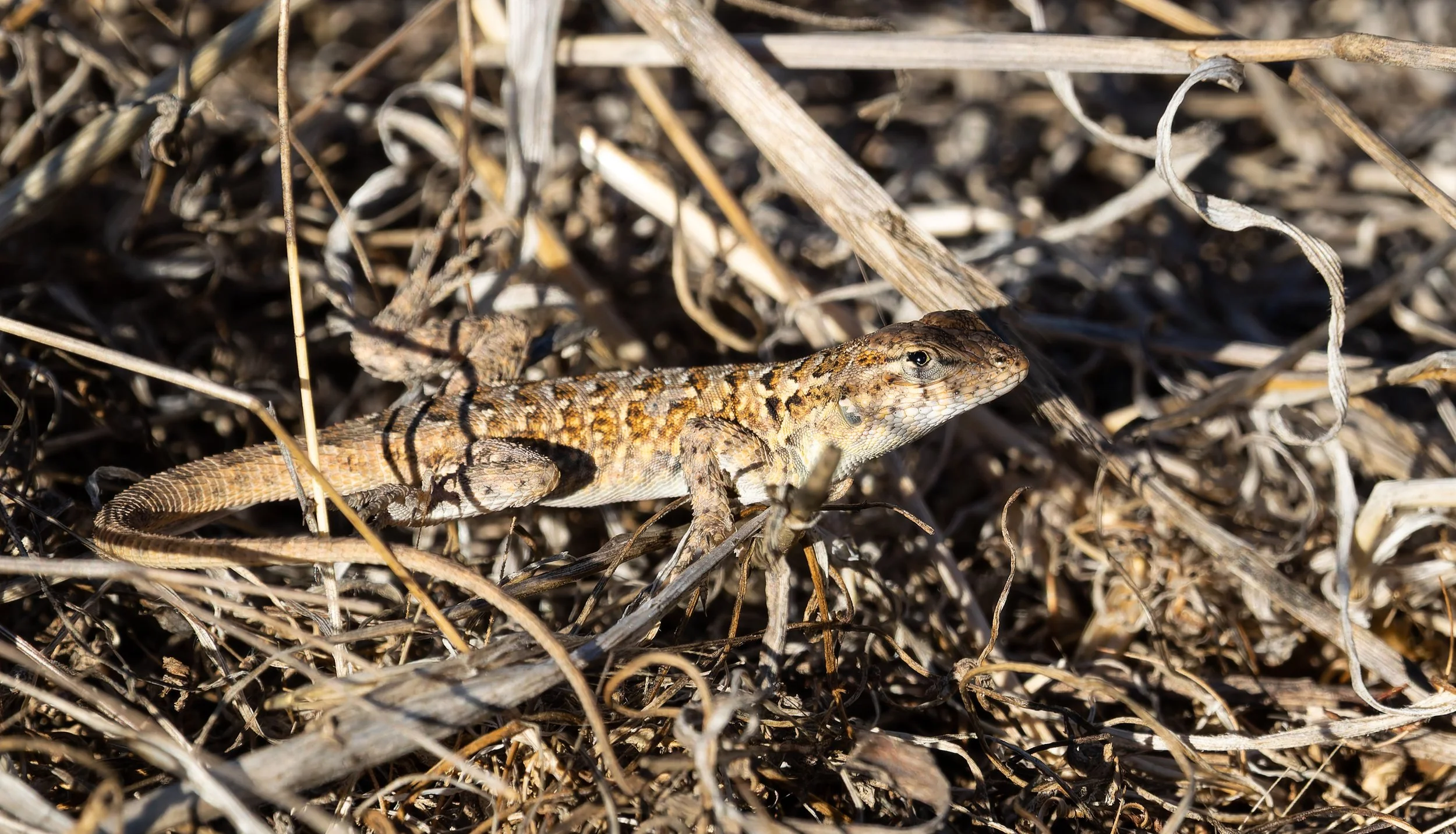 A small brown lizard with patterned skin on dry grass and twigs. Photo by Darryl Carlson.