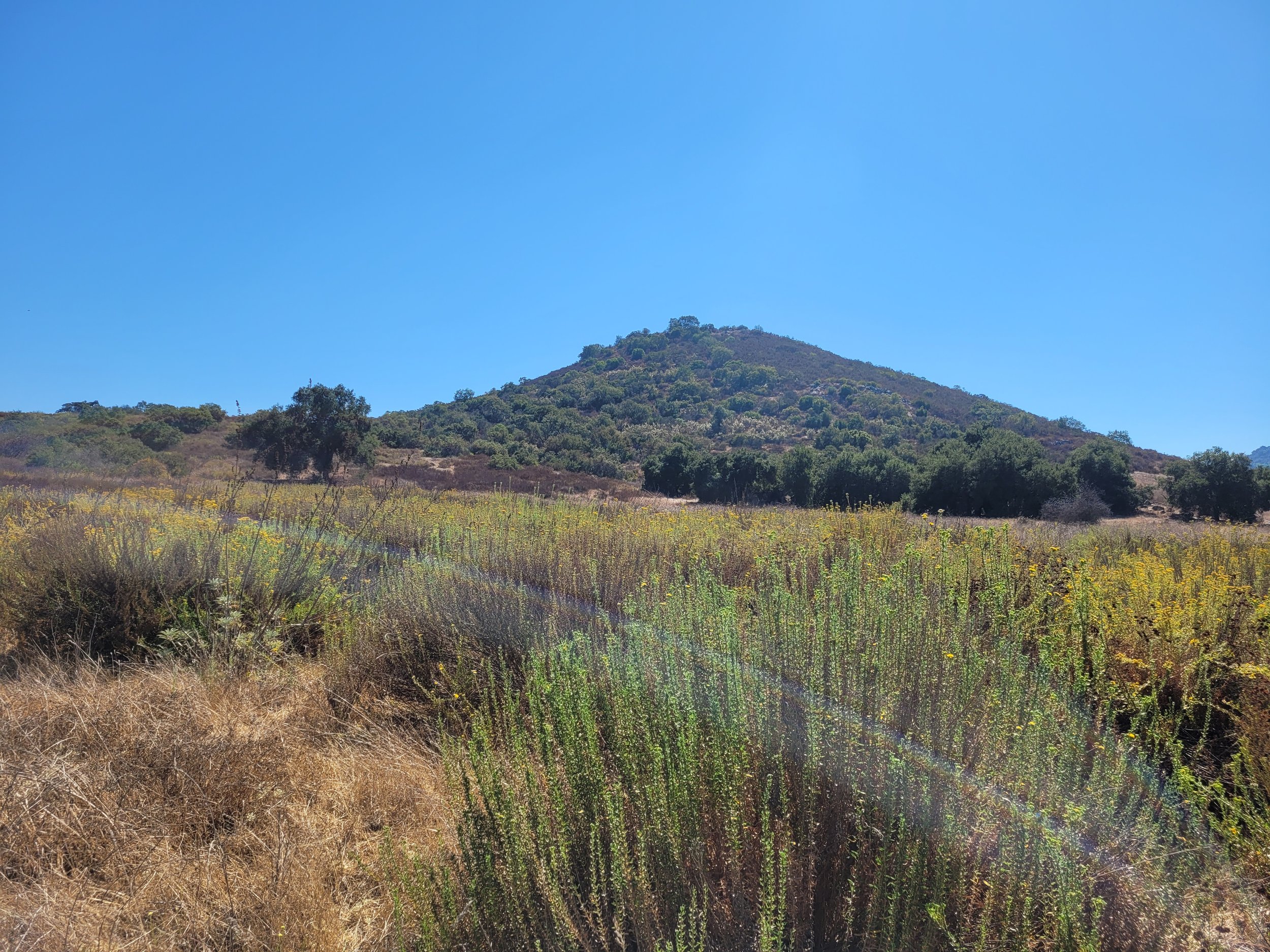 A hillside with green and brown shrubbery, trees, and a mountain under a clear blue sky.