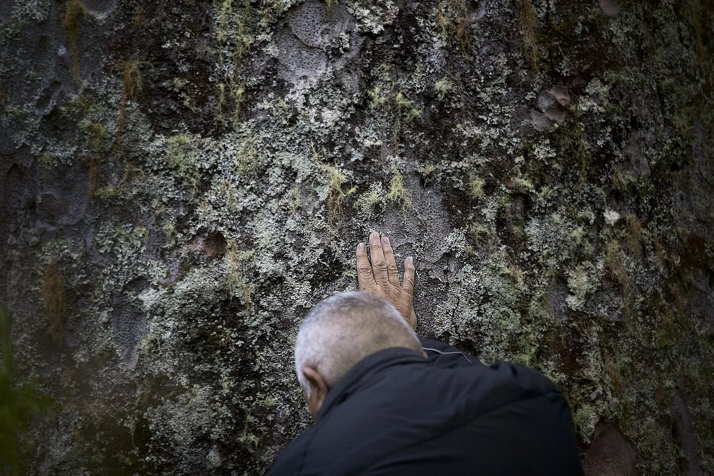 A person with a shaved head and wearing a black jacket is reaching out and touching a moss-covered tree trunk.